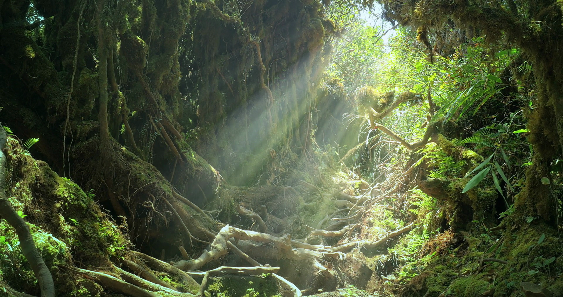 Sunlight beam flicker through leaves and trees of rainforest canopy ...