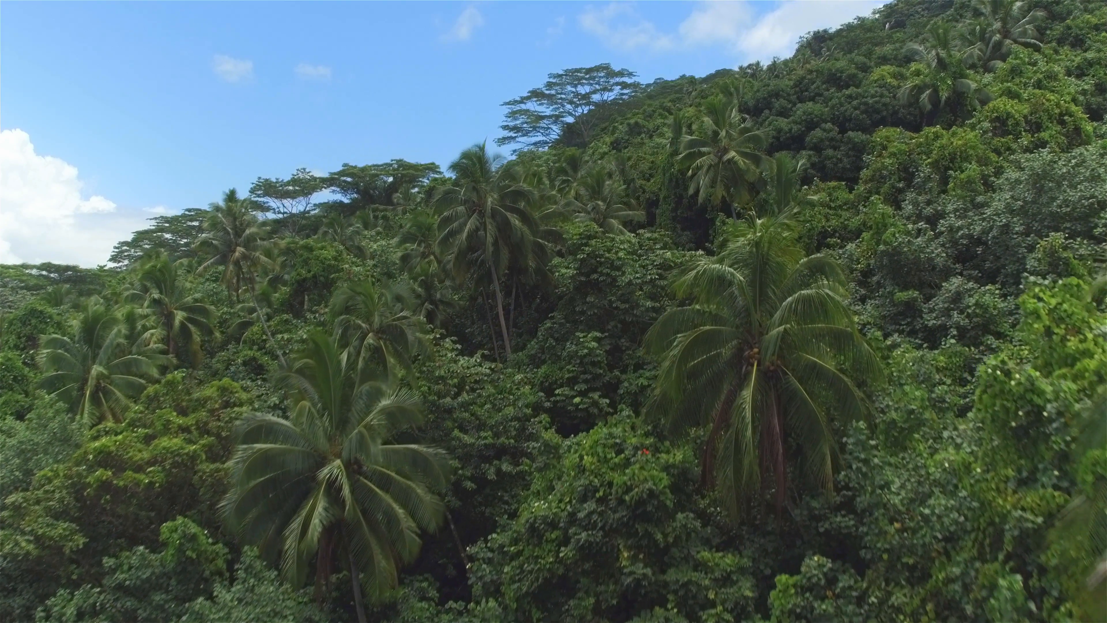 AERIAL: Flying above acacia trees and palm trees jungle Stock Video ...