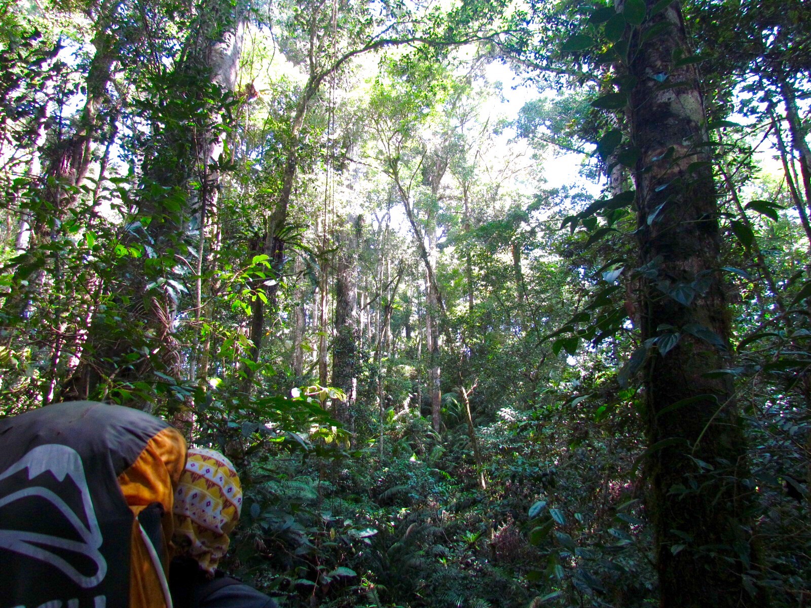 Jungle Trekking in Kedah – lonewandererwes