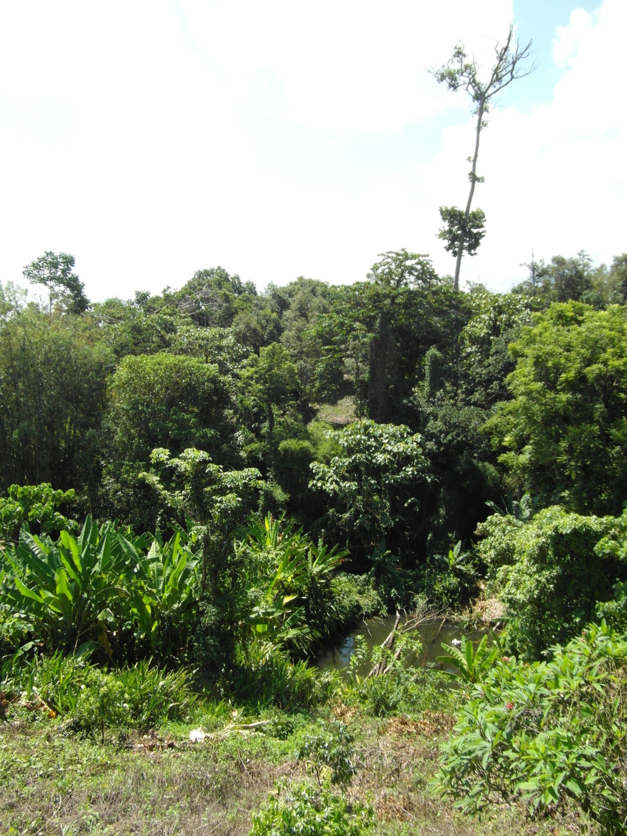 Jungle / tropical rainforest photo