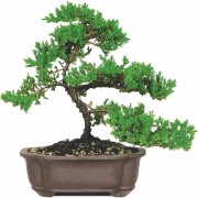 Juniper bonsai tree photo