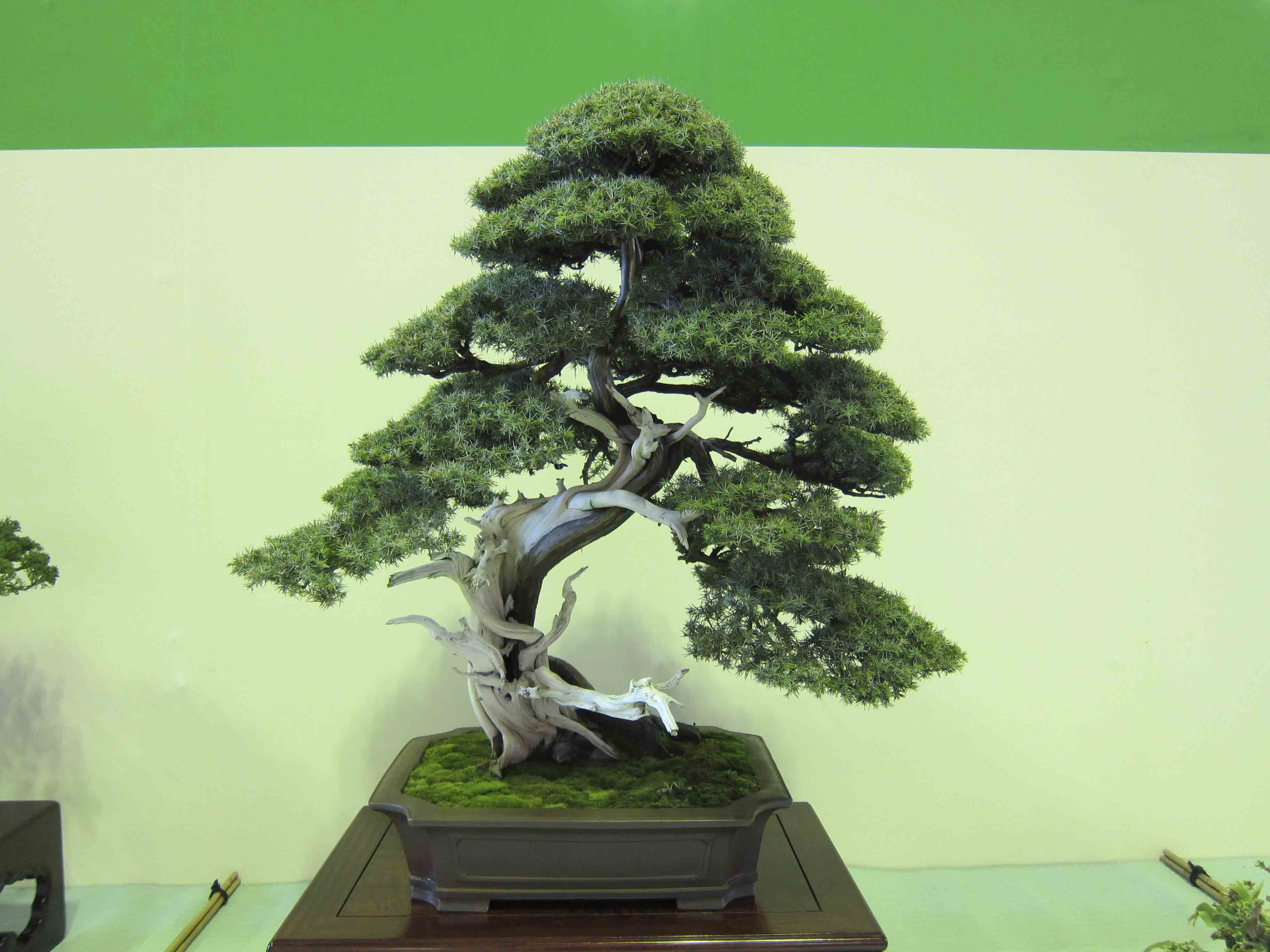 Needle Juniper Bonsai Trees | Bonsai Tree Gardener