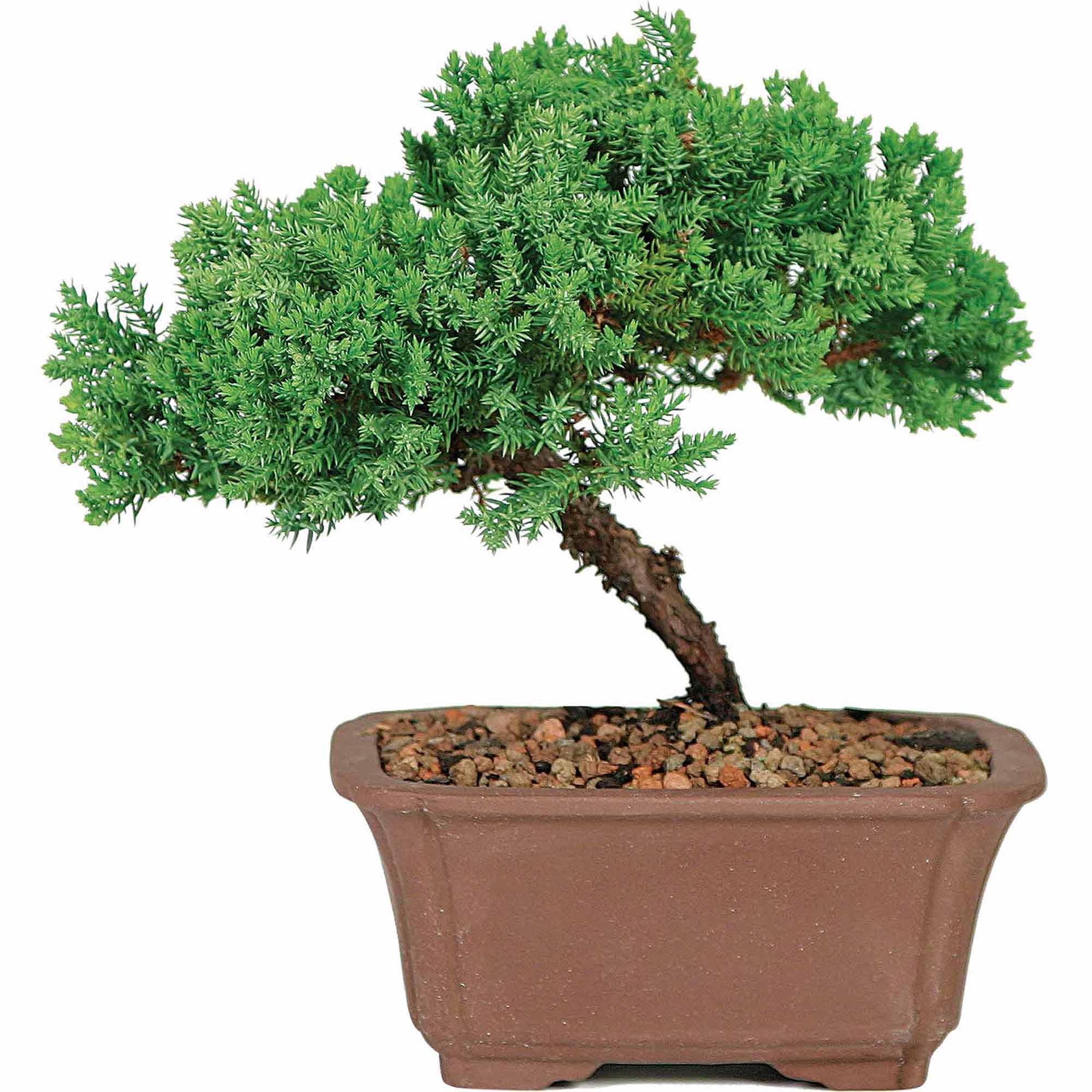 juniper bonsai brisbane | Latest Home Decor and Design
