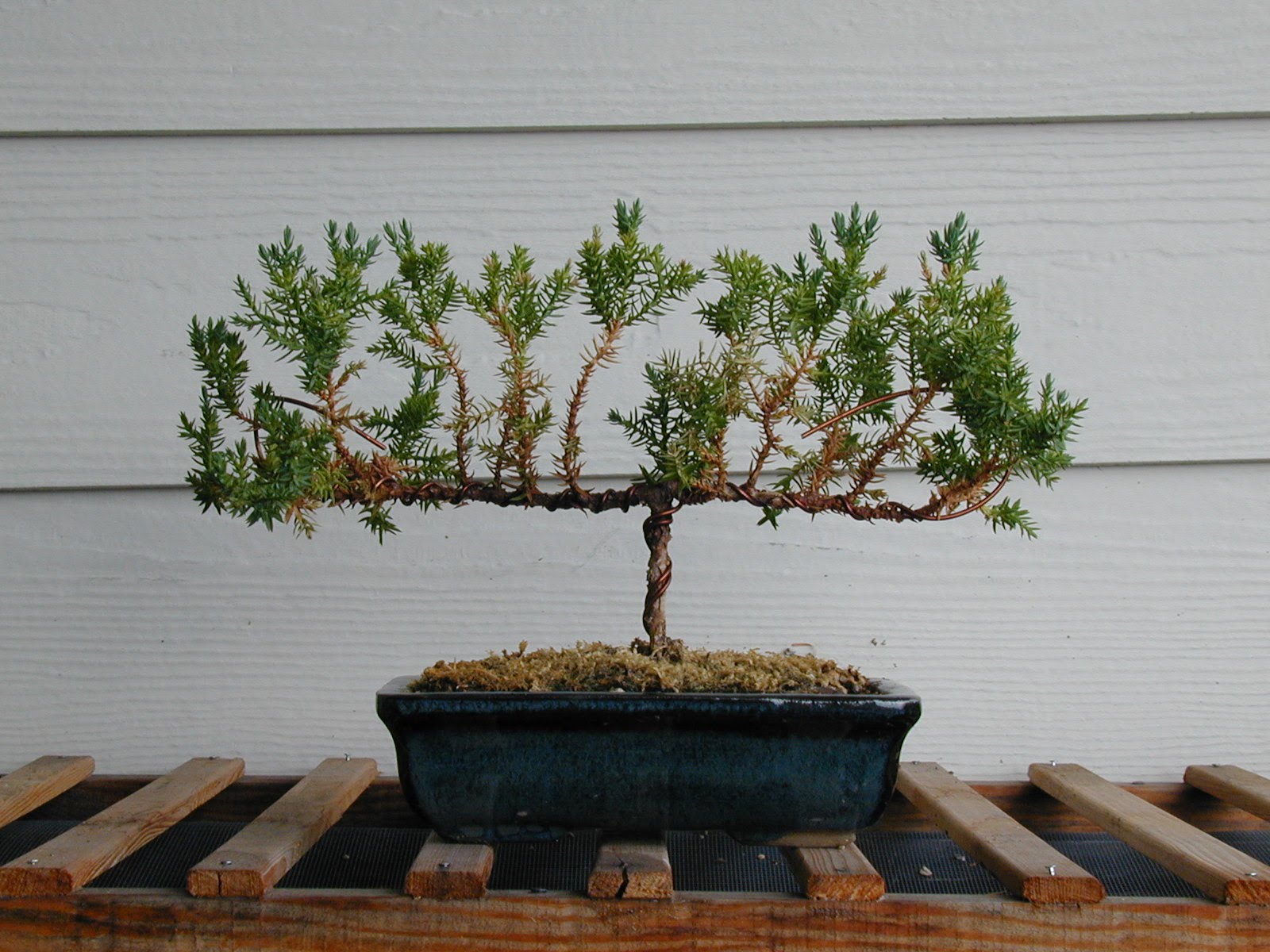 the Juniper Bonsai tree (Juniperus) - YouTube