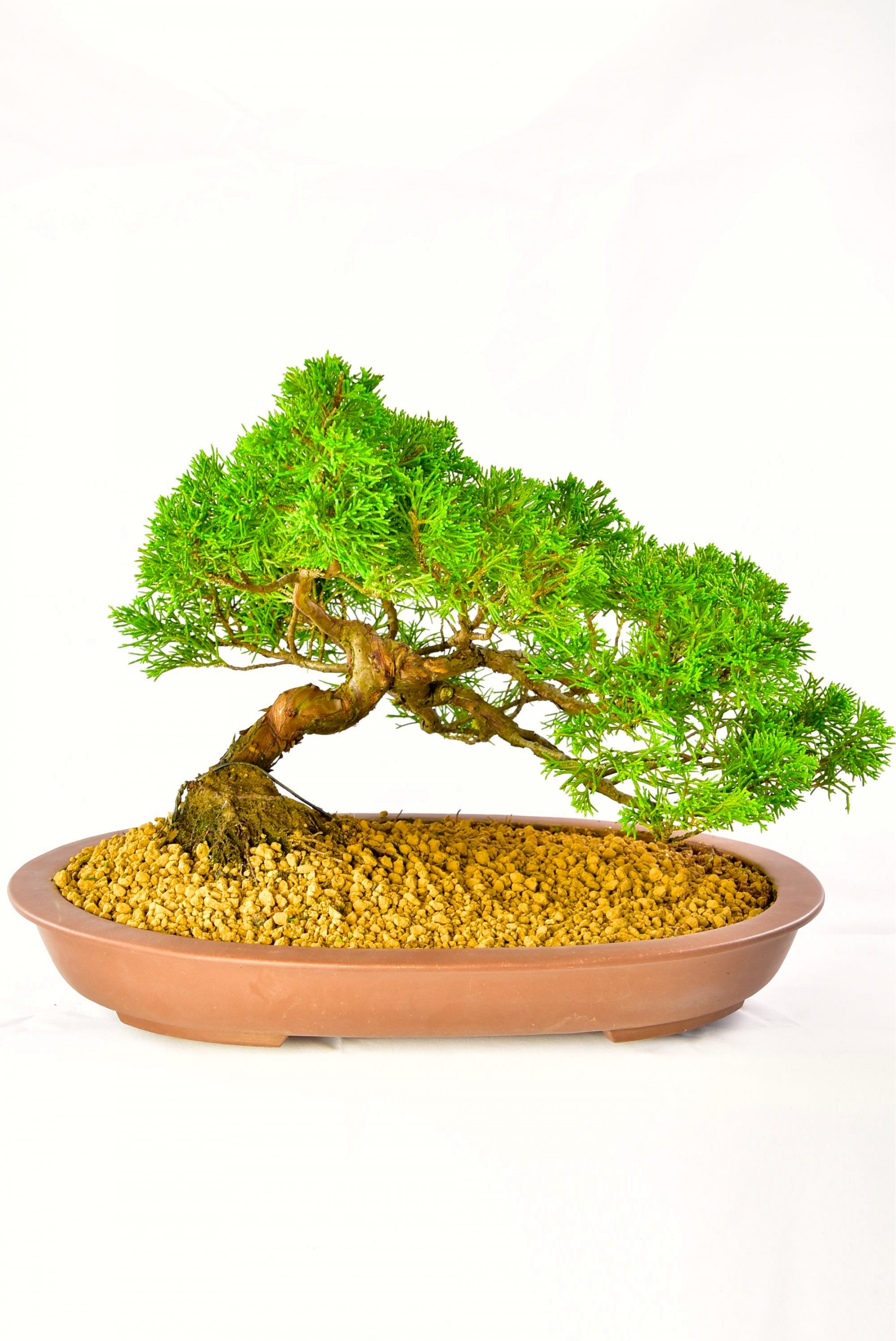 Absolutely Incredible Gnarled Specimen Chinese Juniper Bonsai Tree