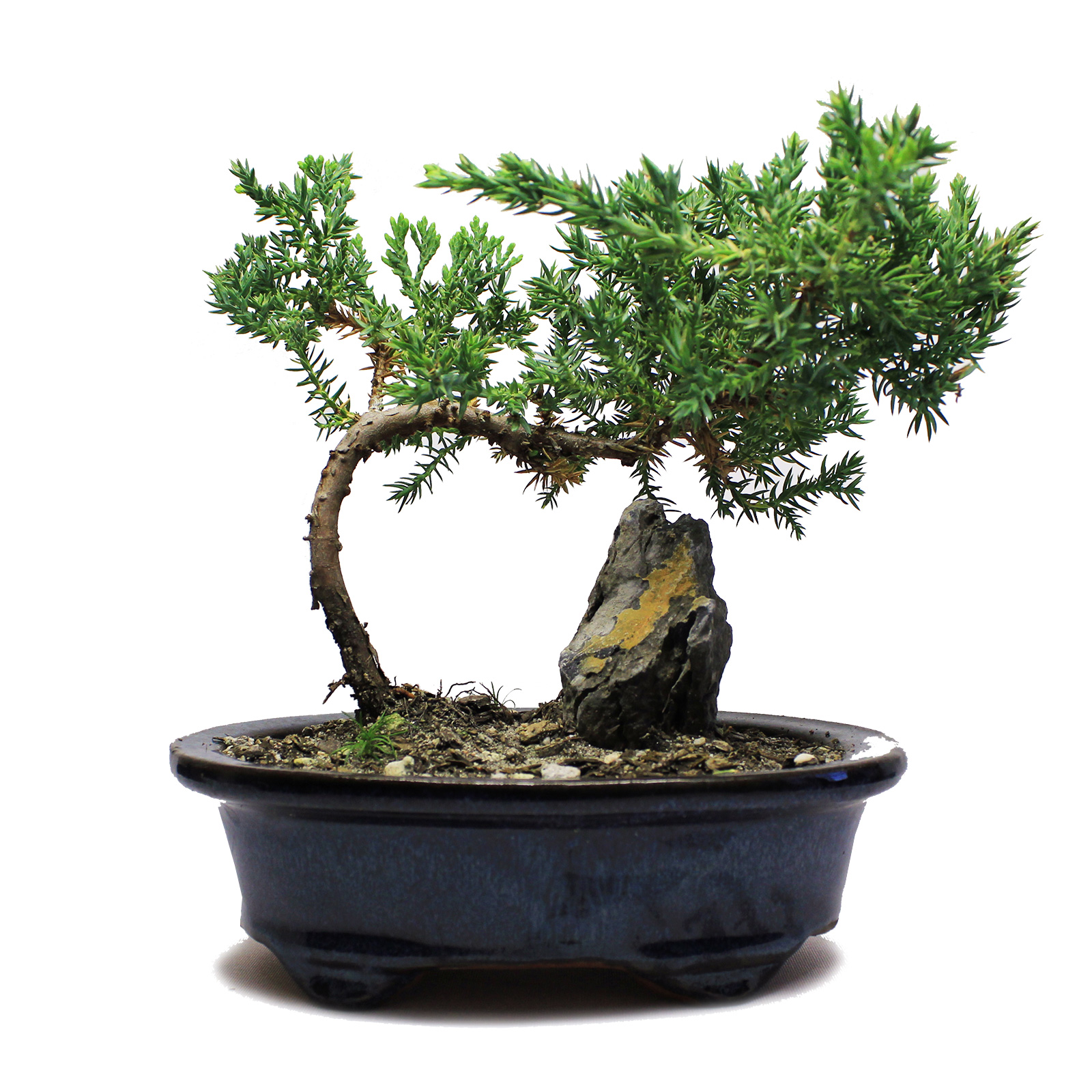 Indoor Zen - Rock Juniper Bonsai Tree