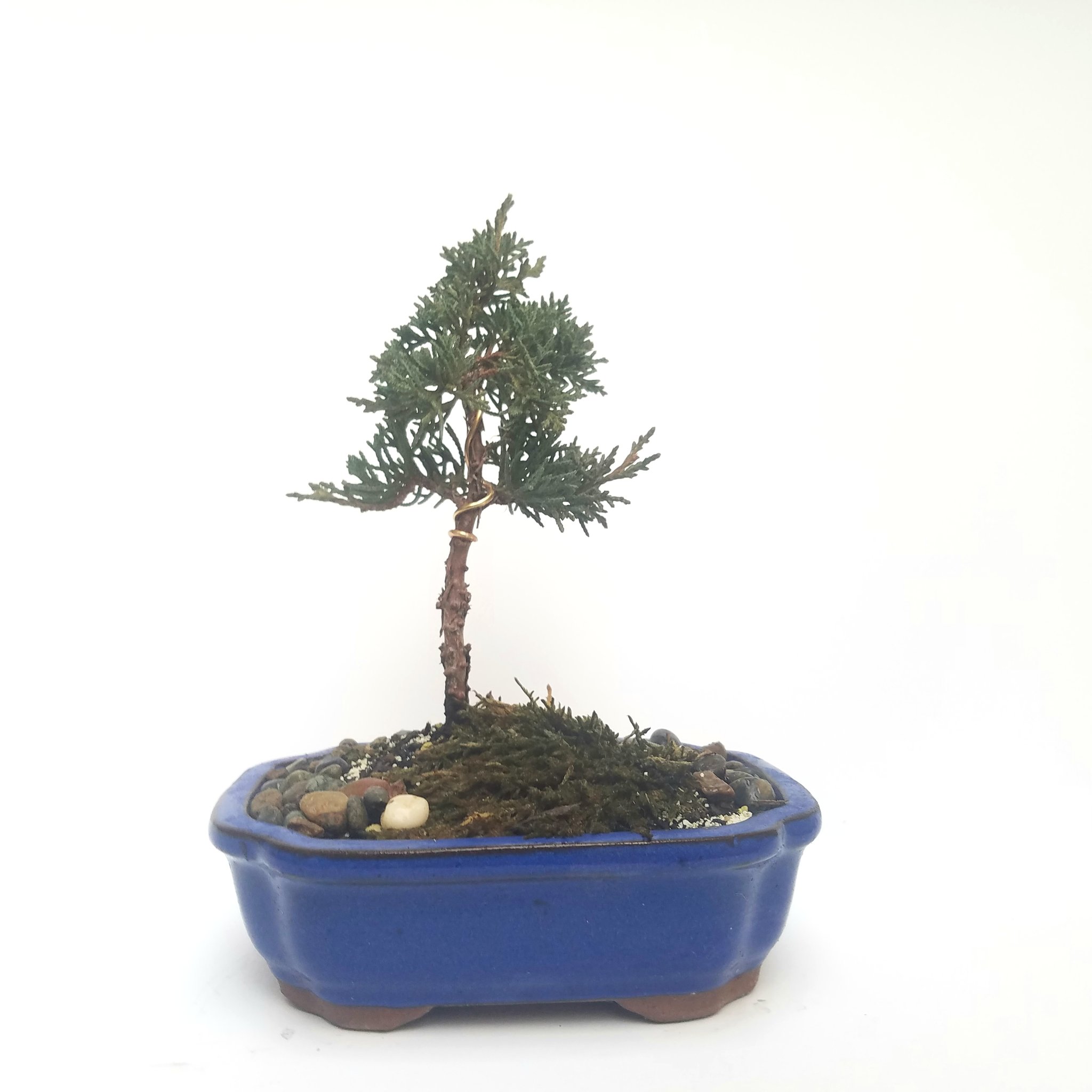 Shimpaku Juniper Bonsai Tree – Jays Bonsai Trees