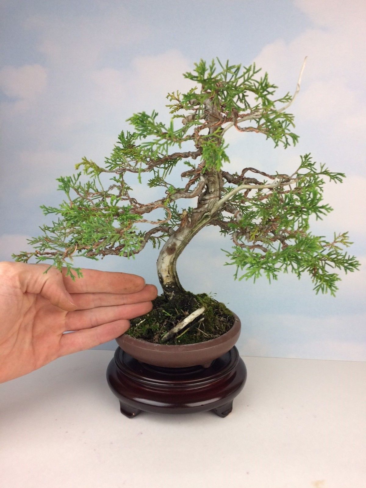 Specimen Shohin Itoigawa Juniper Bonsai Tree! Japanese Tokoname Pot ...