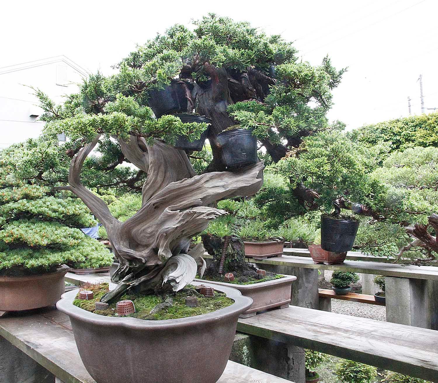 Care guide for the Large Juniper Bonsai tree - YouTube