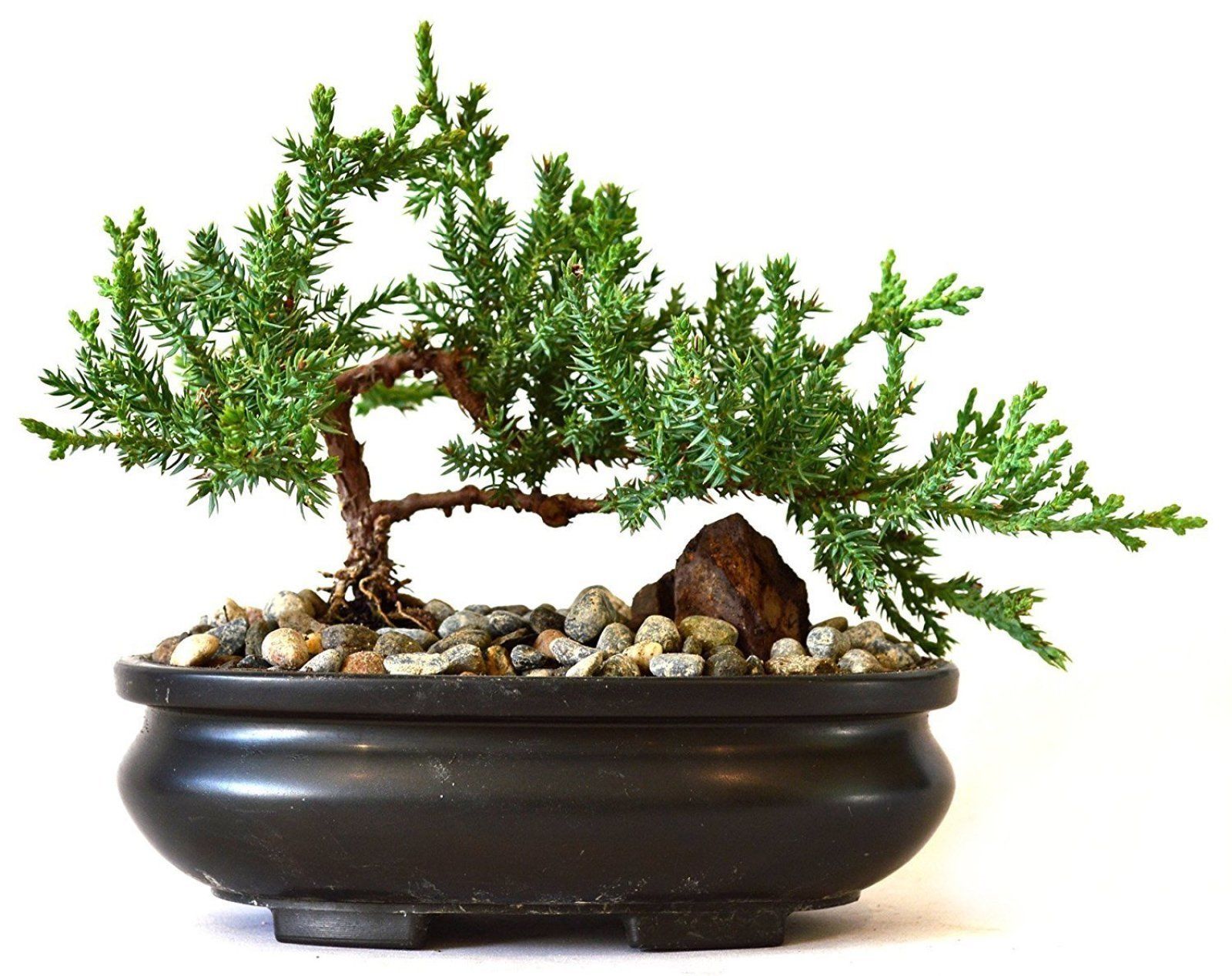 Zen Juniper Bonsai Tree Little Garden Live Japanese Pot Indoor ...