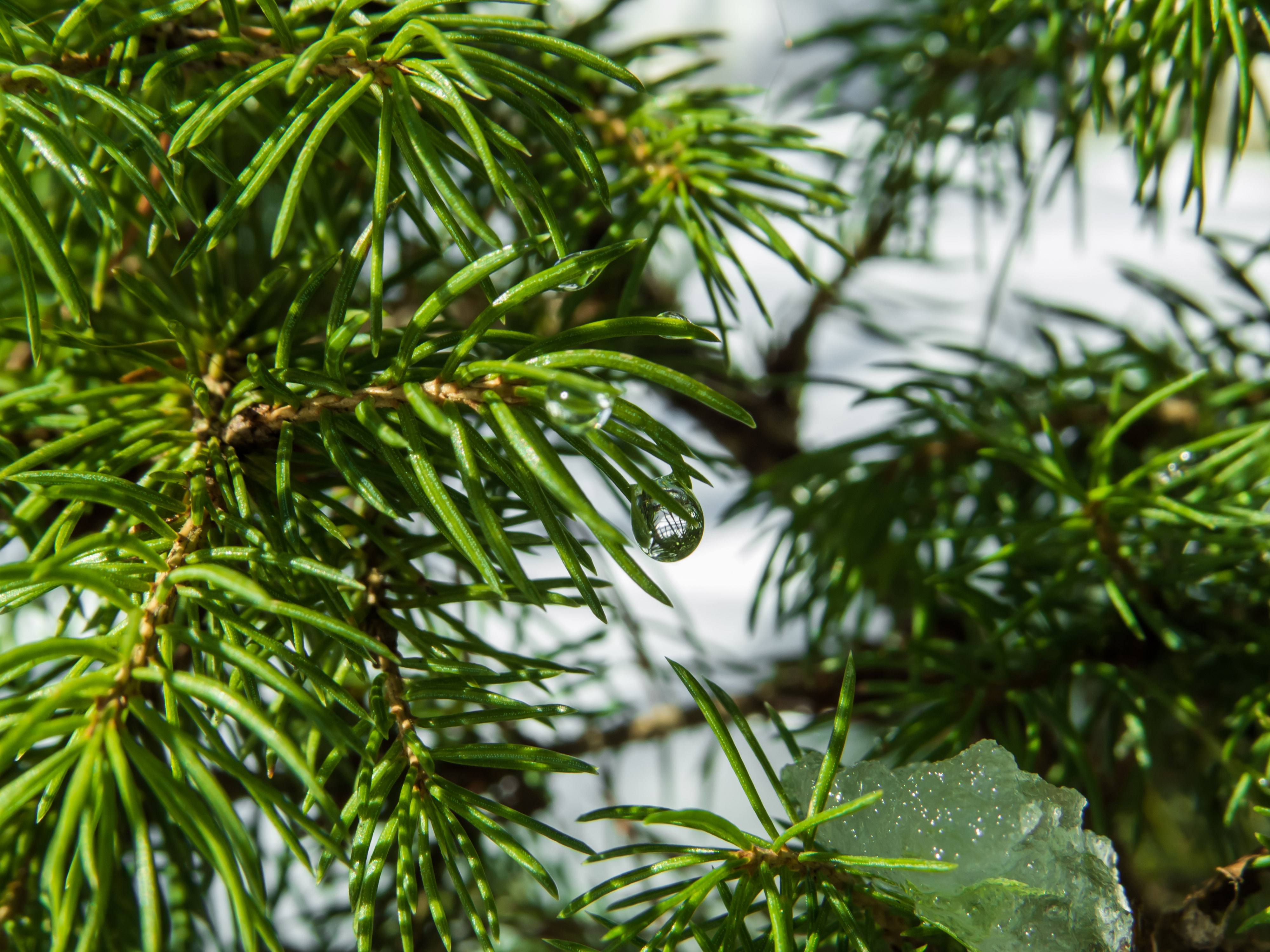 Juniper plant with small water drops photo