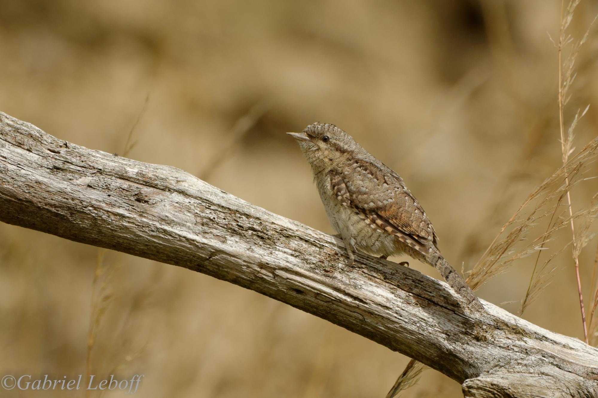 Eurasian Wryneck (Jynx torquilla) Curious, just arrived on the ...
