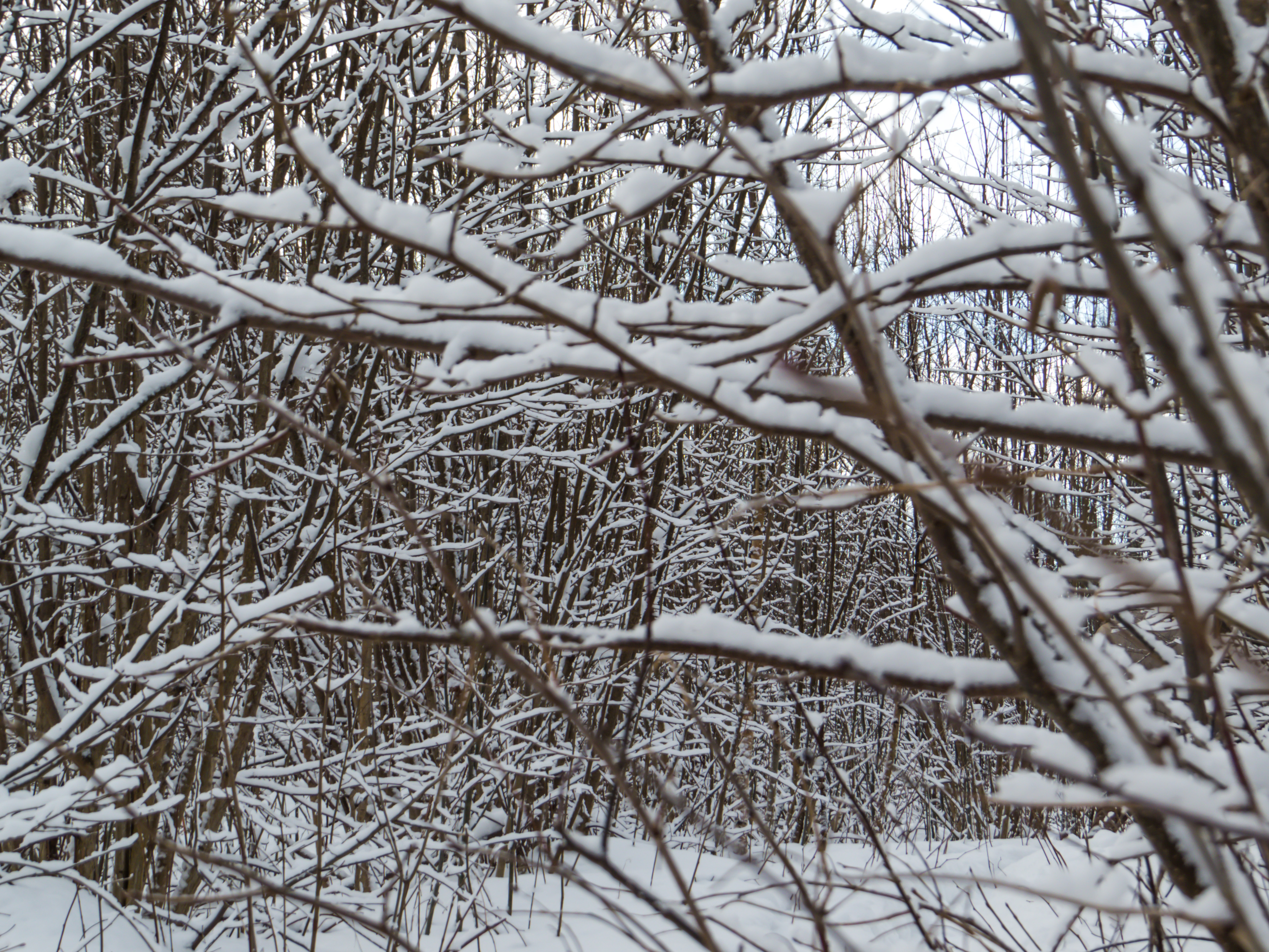 Just some branches cover with snow photo