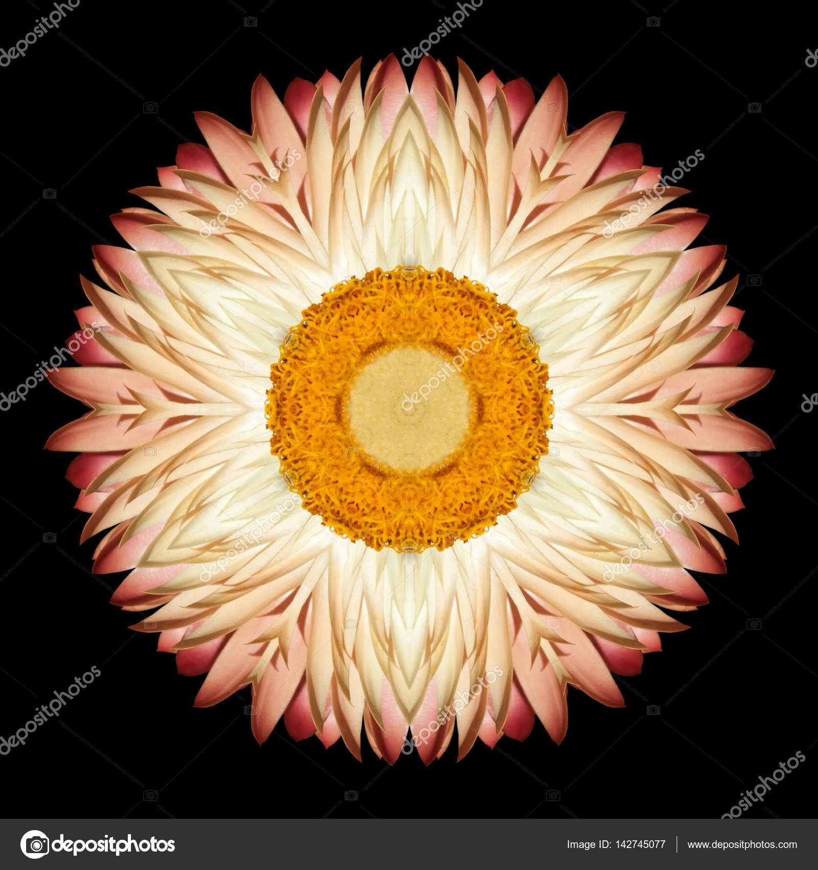 White Flower Mandala Kaleidoscope Isolated on Black — Stock Photo ...