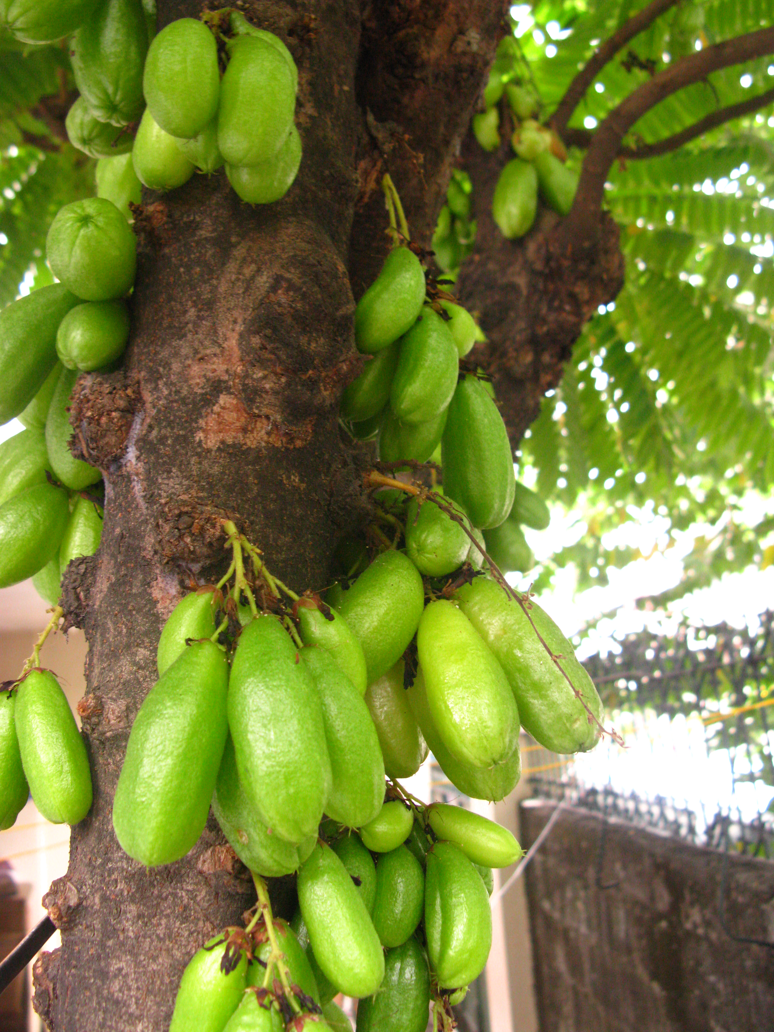 Kamias (averrhoa bilimbi) - In the Philippines, where it is commonly ...