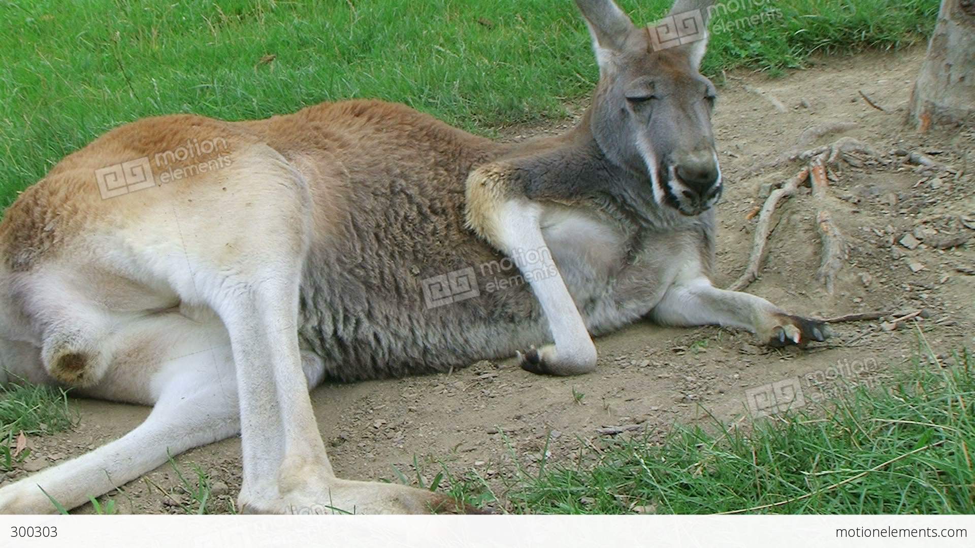Kangaroo Laying Down And Sleeping Stock video footage | 300303