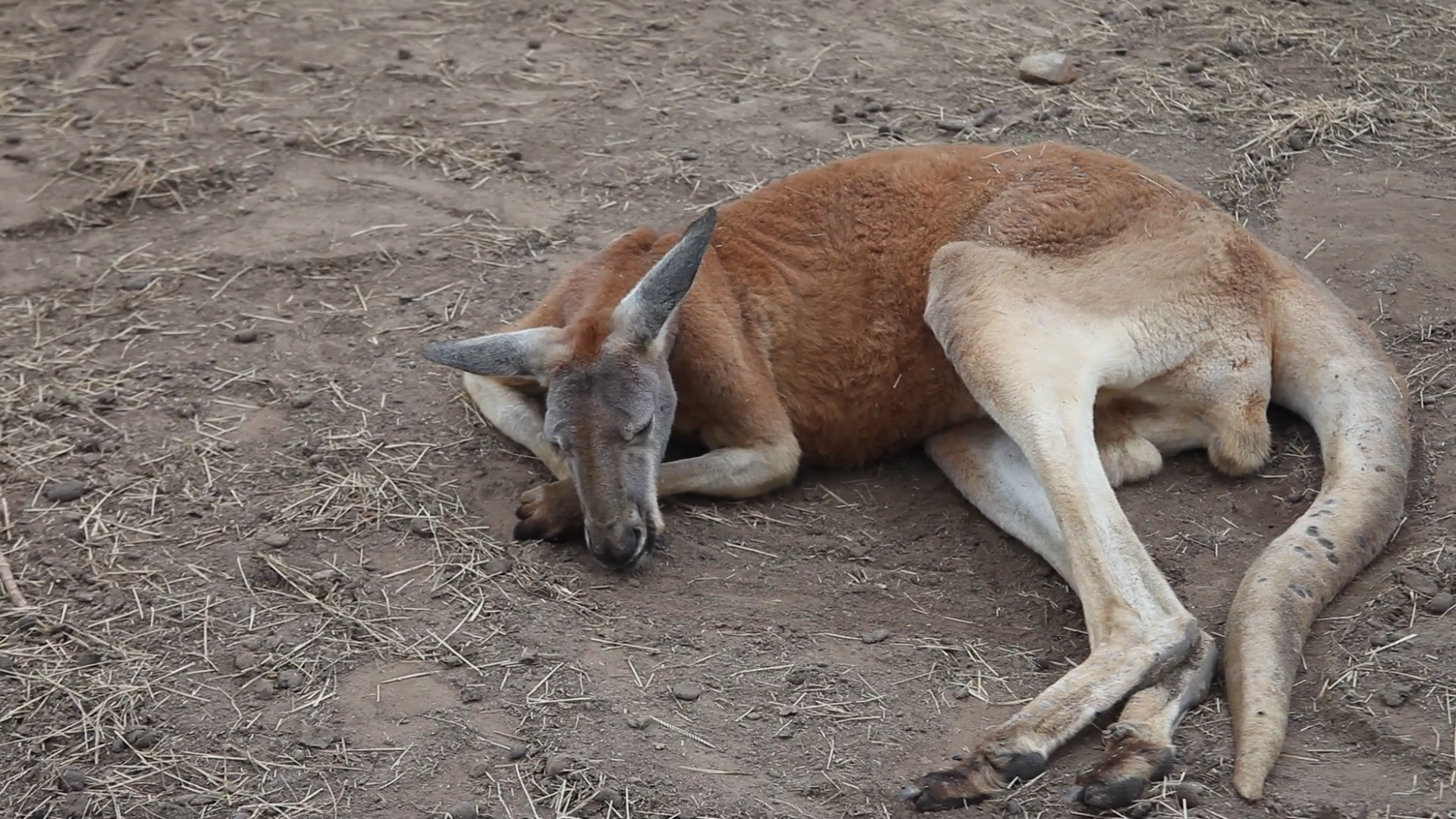 Kangaroo laying down. Stock Video Footage - VideoBlocks
