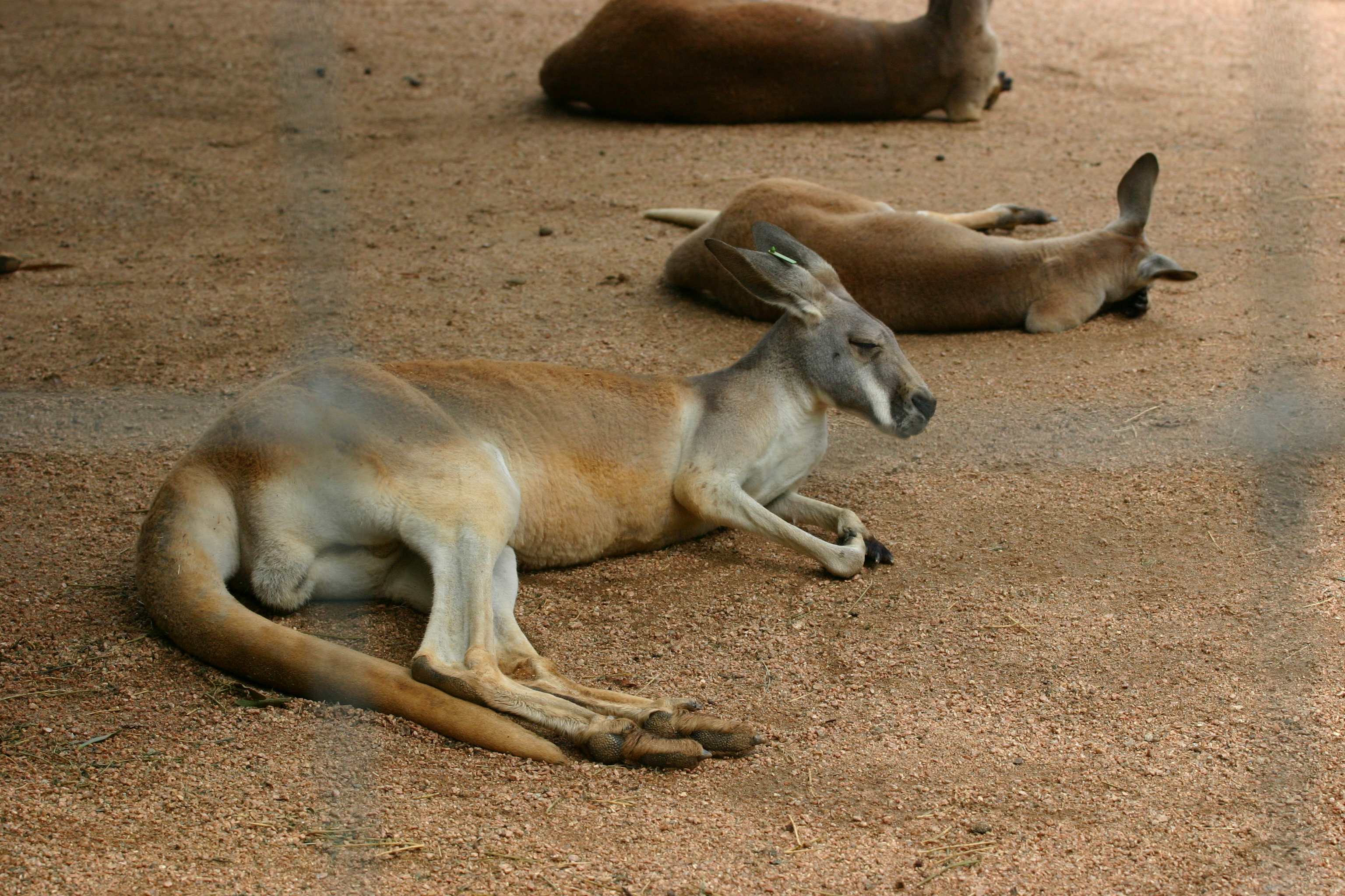 File:Red Kangaroos lying down.jpg - Wikimedia Commons
