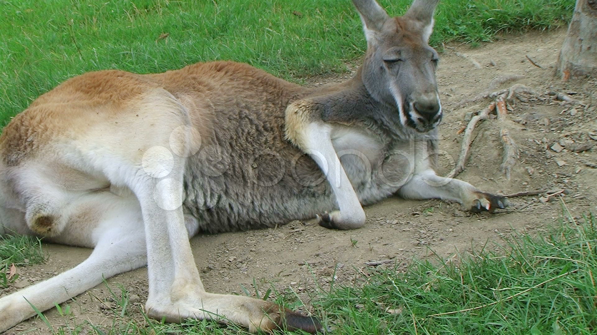 Kangaroo Laying Down And Sleeping ~ Stock Footage #649658