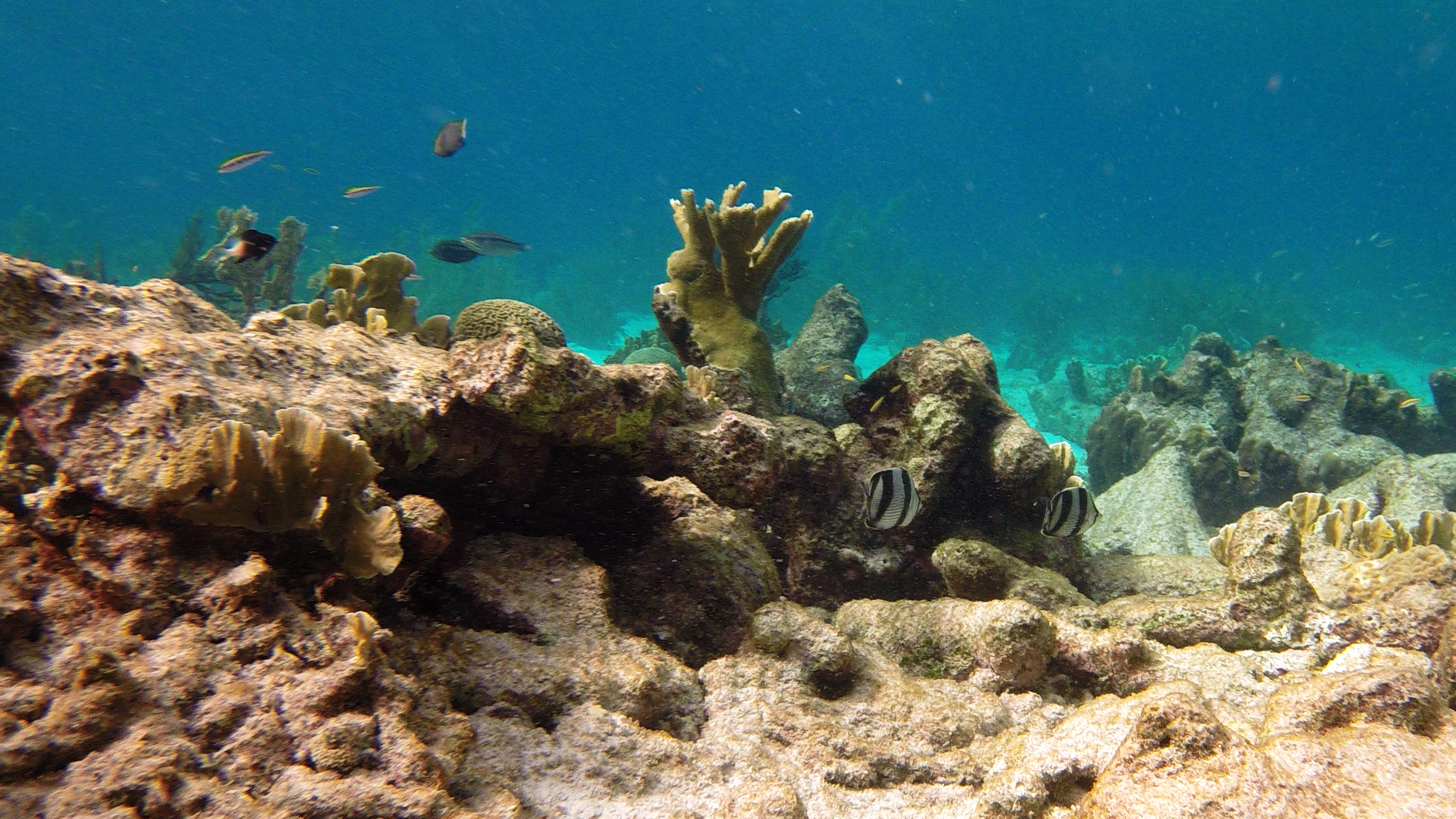 File:Snorkeling Karpata Reef, Bonaire (12841929245).jpg - Wikimedia ...