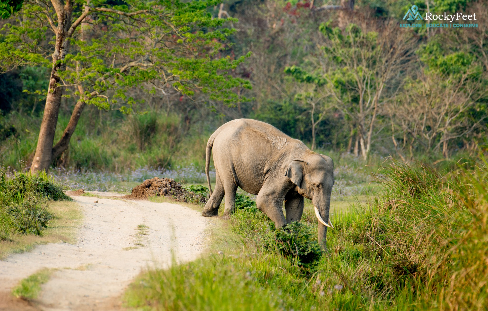 Wildlife Diaries – Kaziranga National Park – Mammals, Men, Mahout ...
