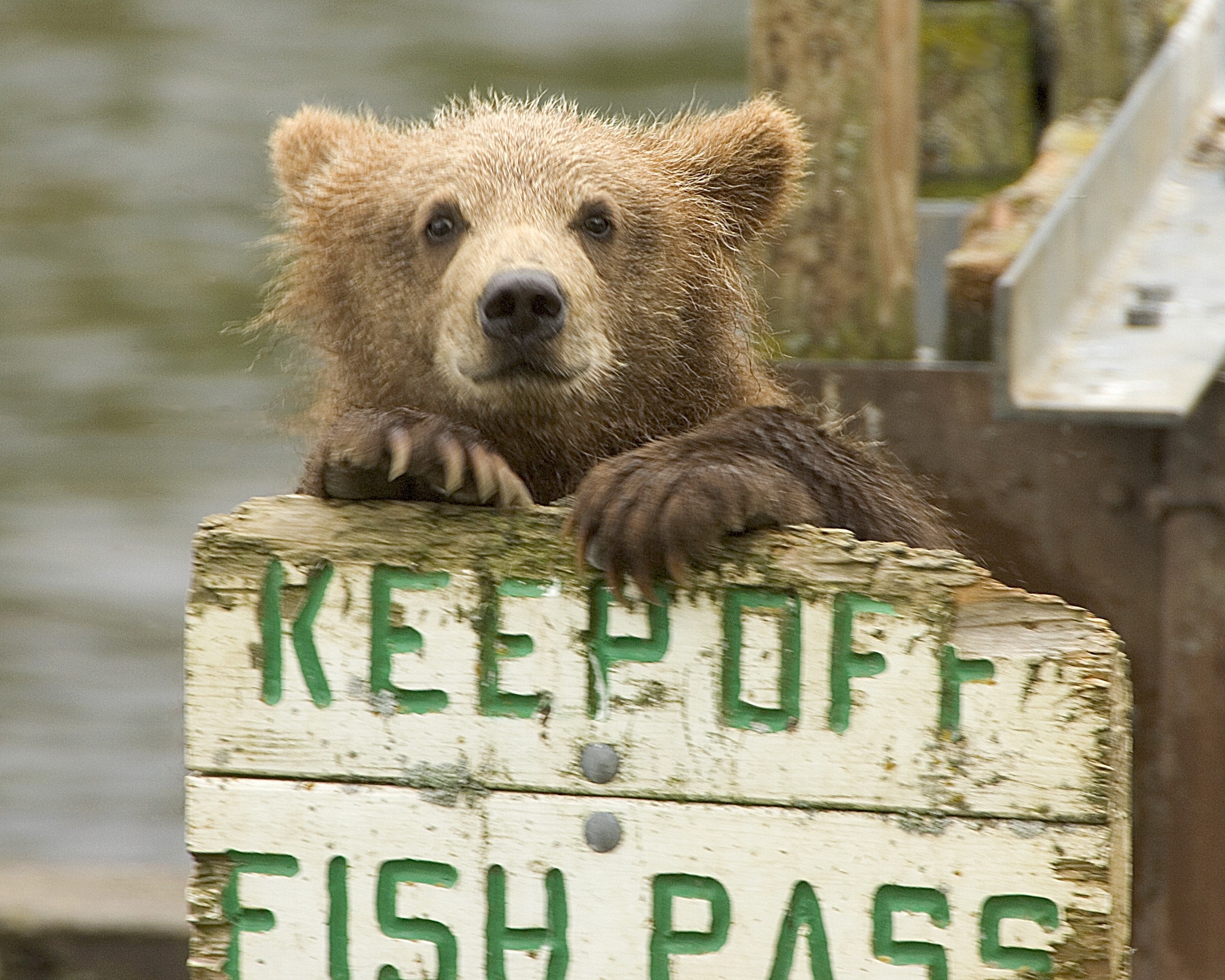 Keep Off, Animal, Bear, Board, Nature, HQ Photo