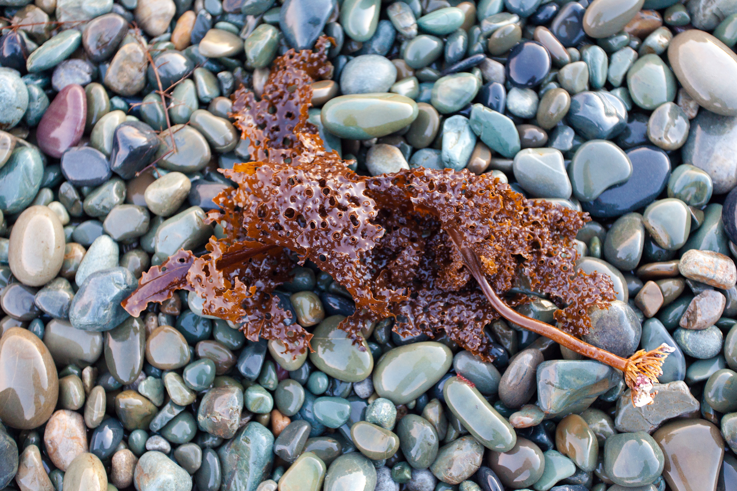 Kelp and beach rocks photo