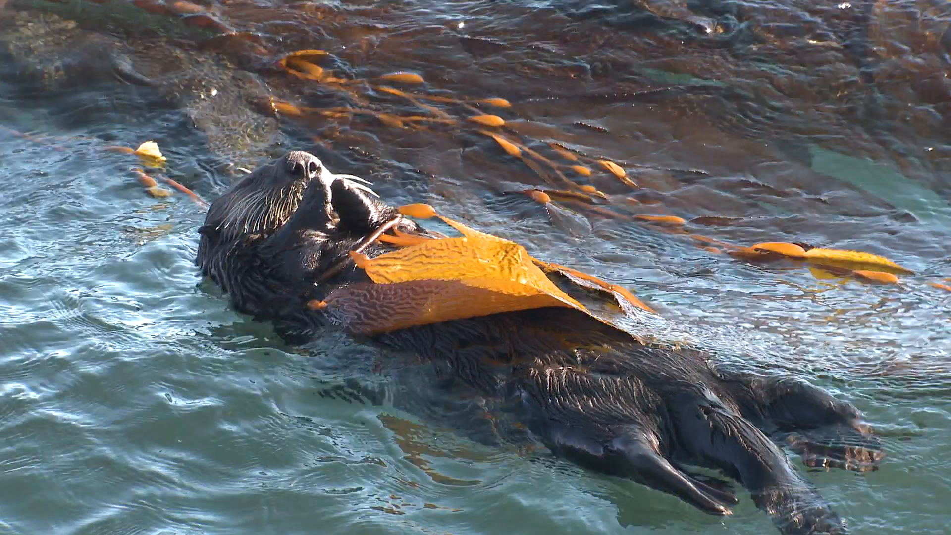 Sea Otter Adult Lone Sleeping Winter Kelp Bed Zoom Out Stock Video ...