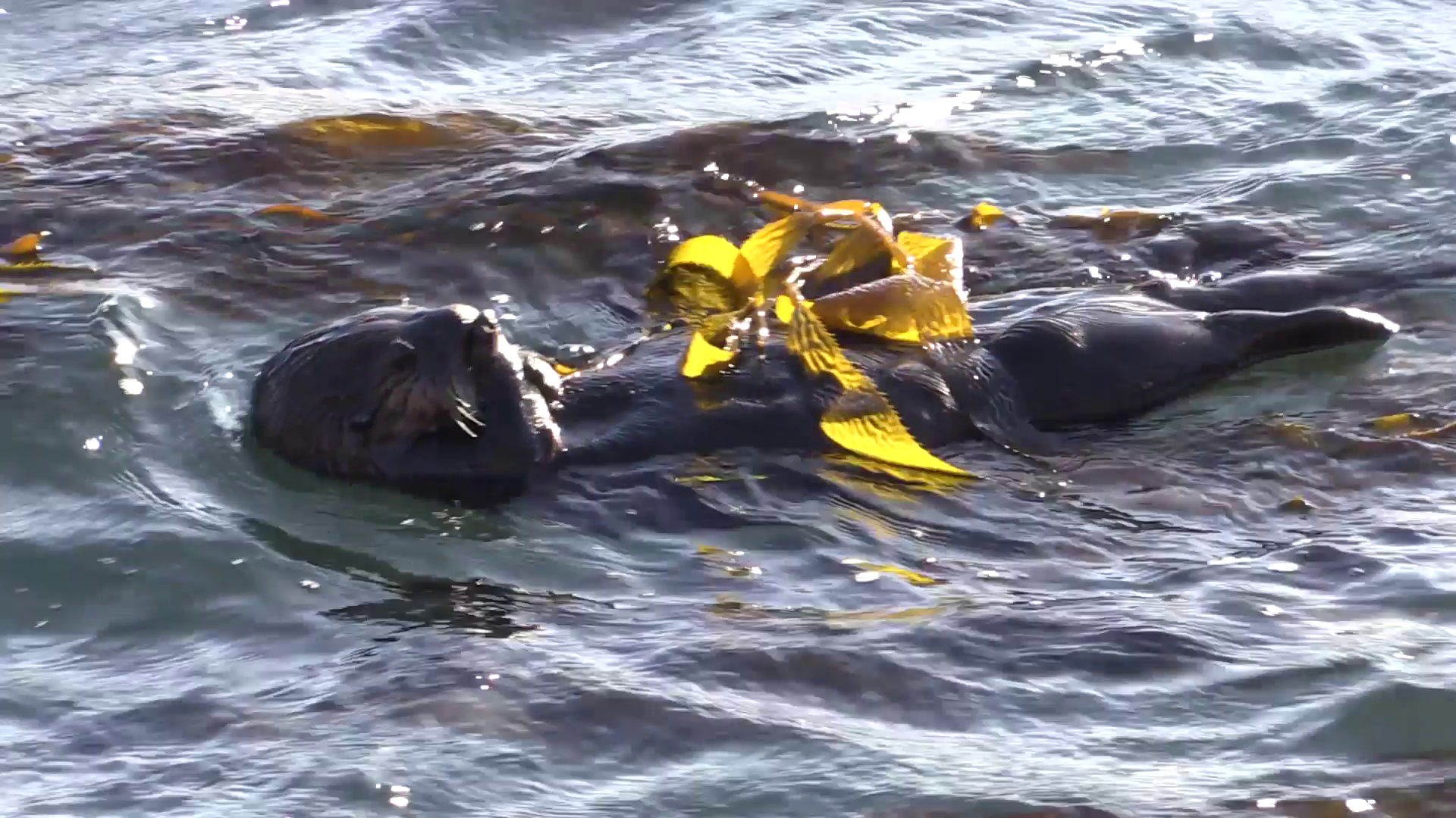 Sea Otter Adult Lone Winter Rolling Seaweed Kelp Stock Video Footage ...