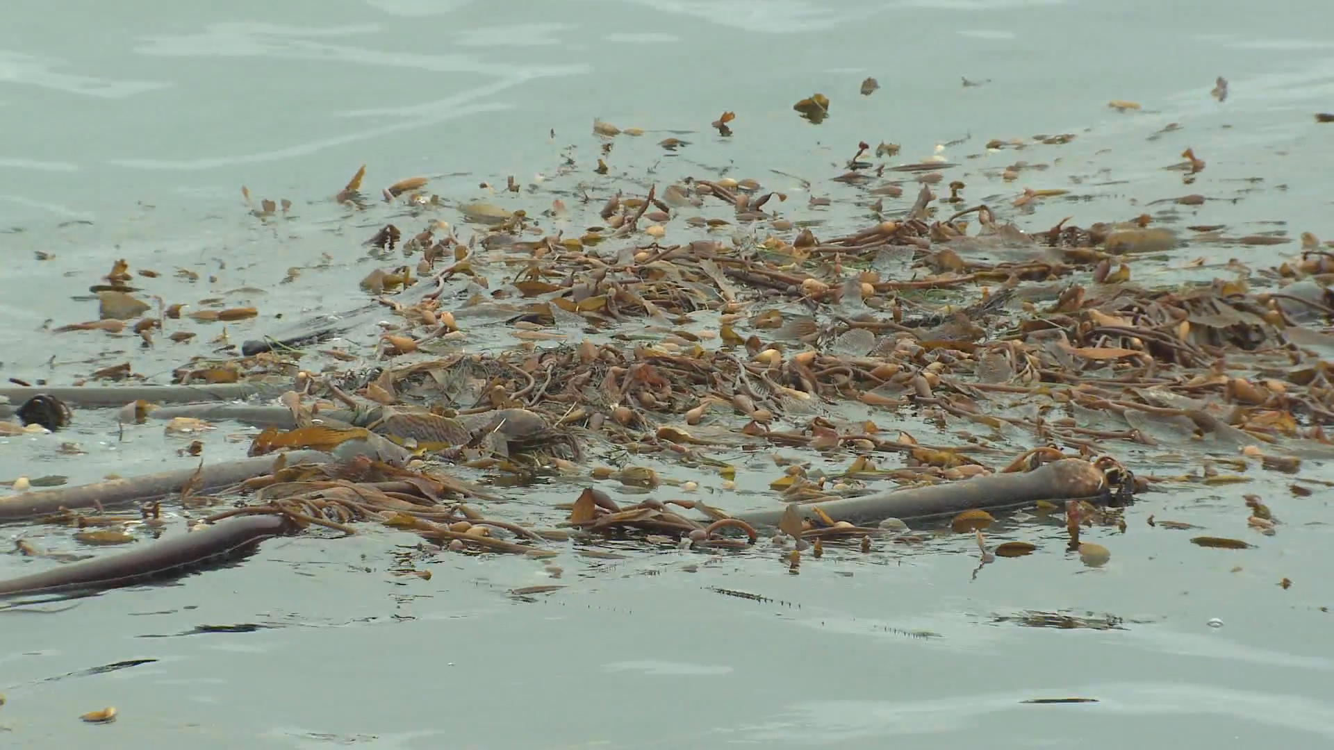 Kelp Winter Floating Mass Stock Video Footage - VideoBlocks