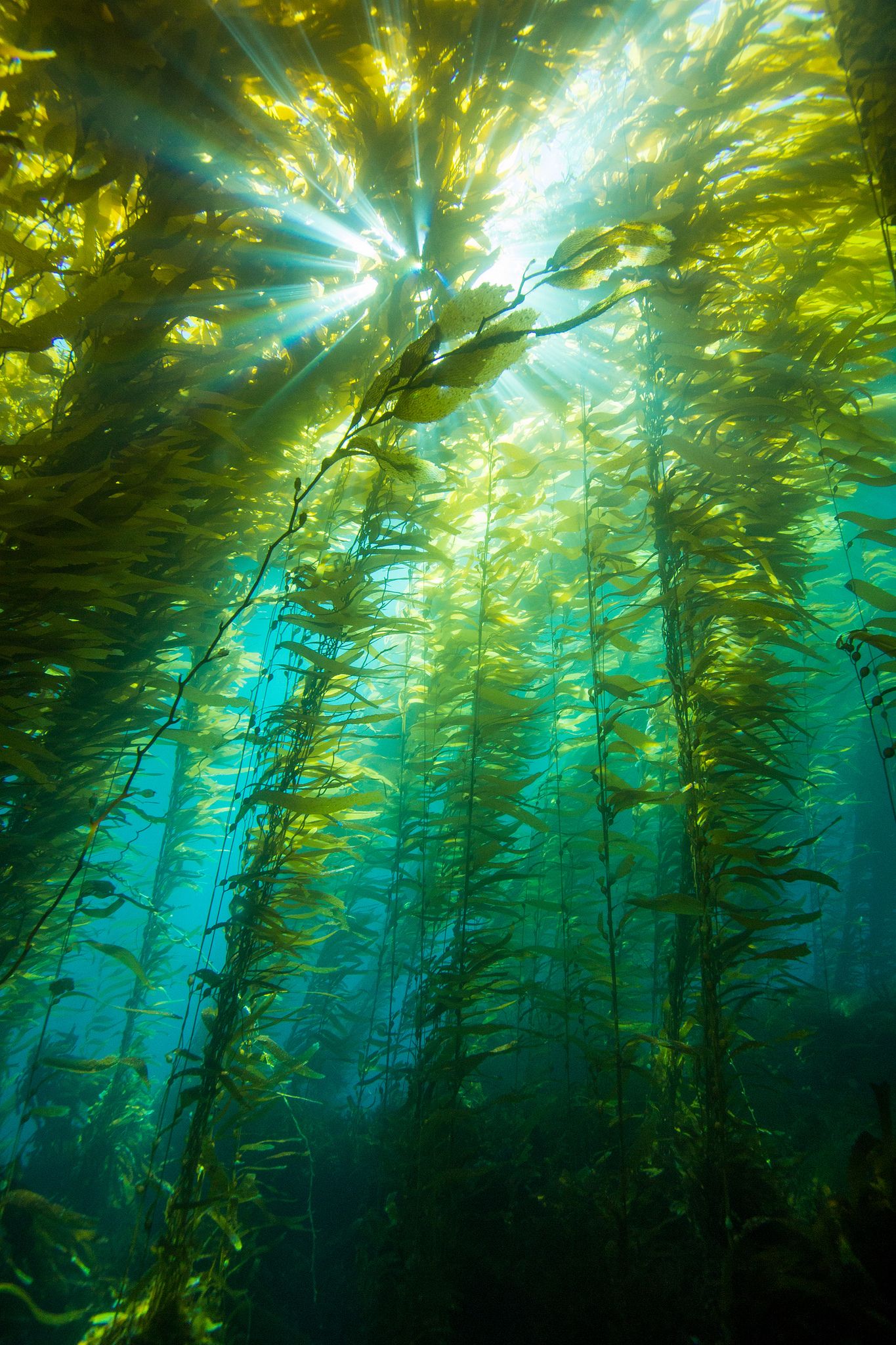 KelpSunburst2Dec7-12 | Kelp forest, Water and Underwater