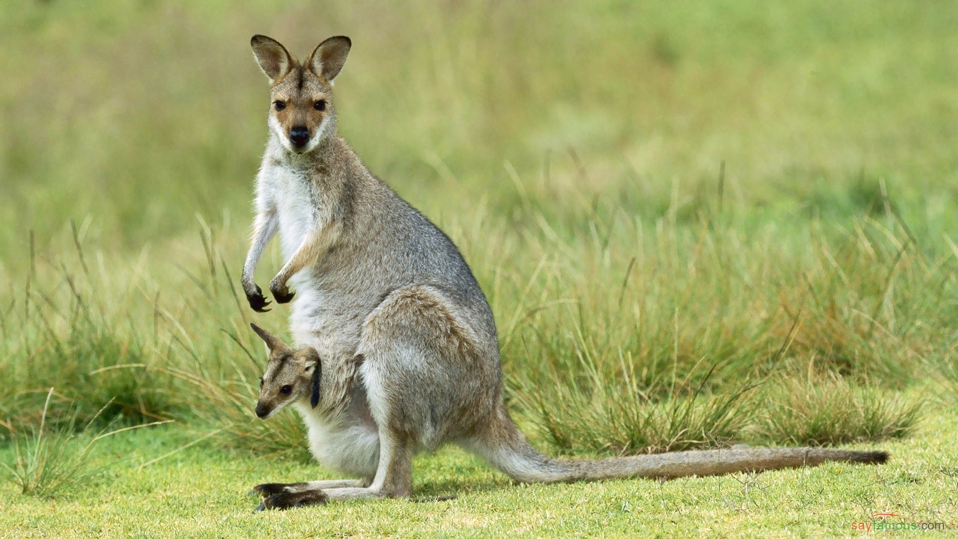 Australian kenguru (HD kuva 3) - sayfamous.com