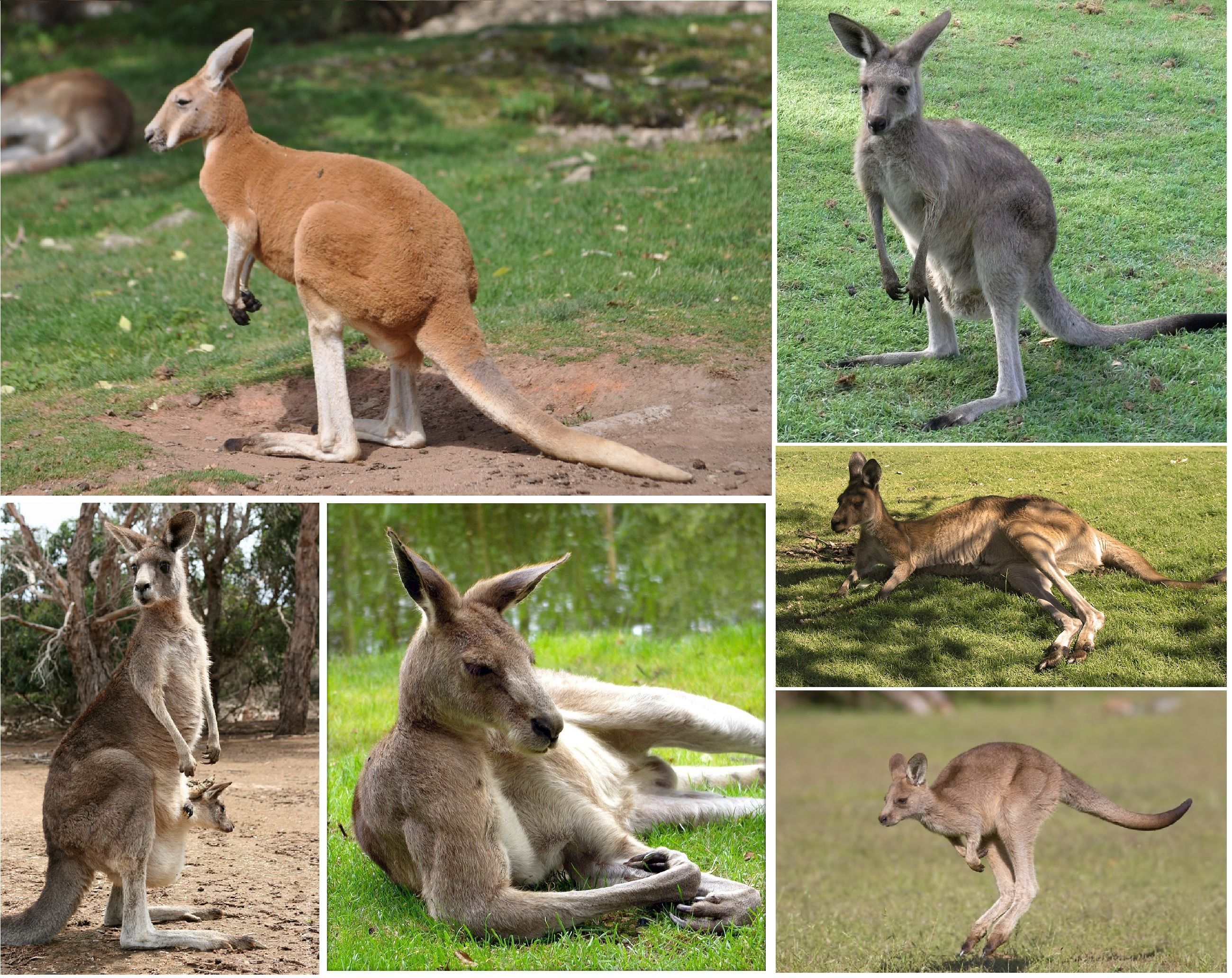 kenguru | kenguru-land | Pinterest