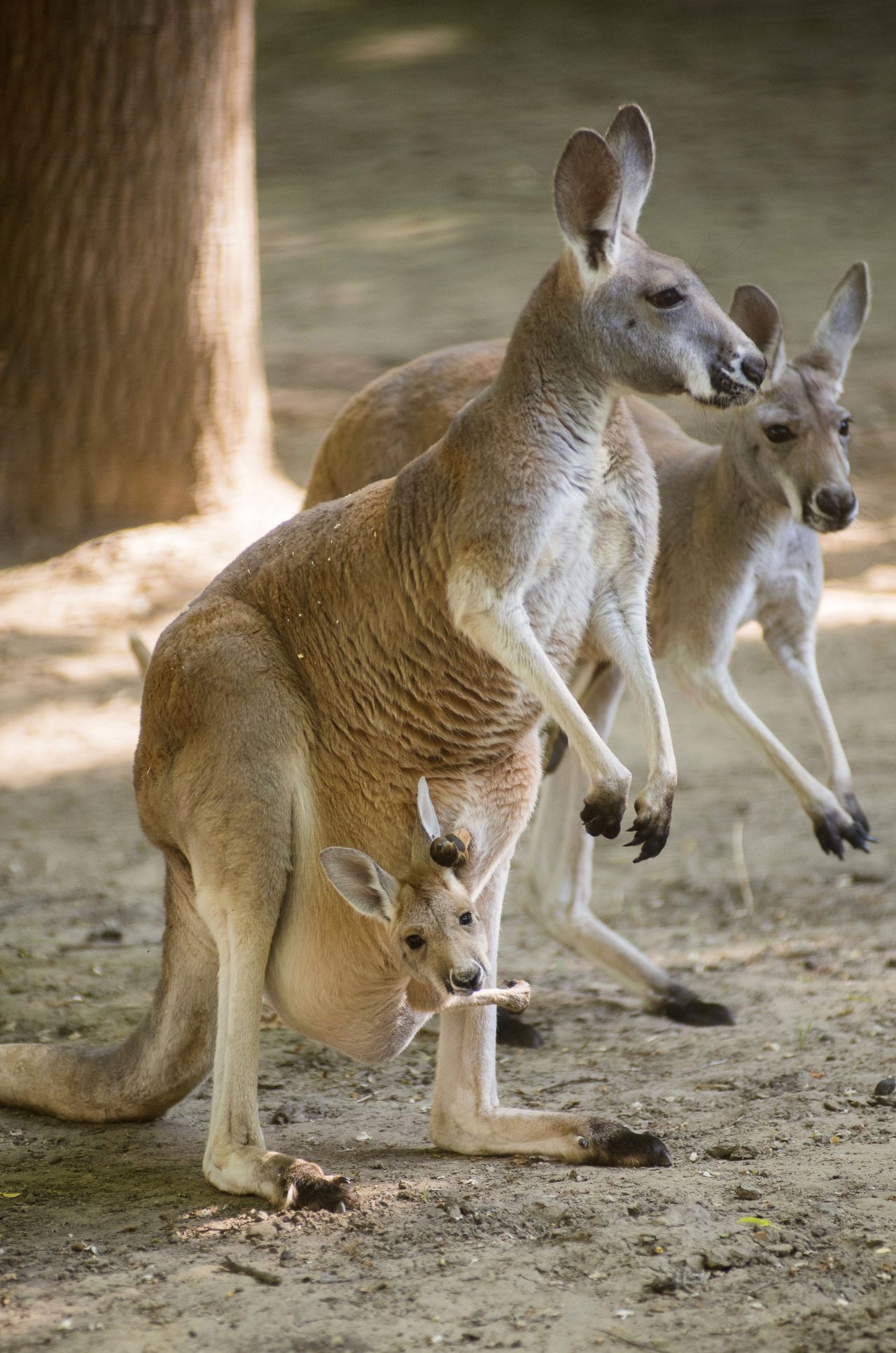 Megmutatta magát a nyíregyházi vörös kenguru-kölyök - akadálymentes ...