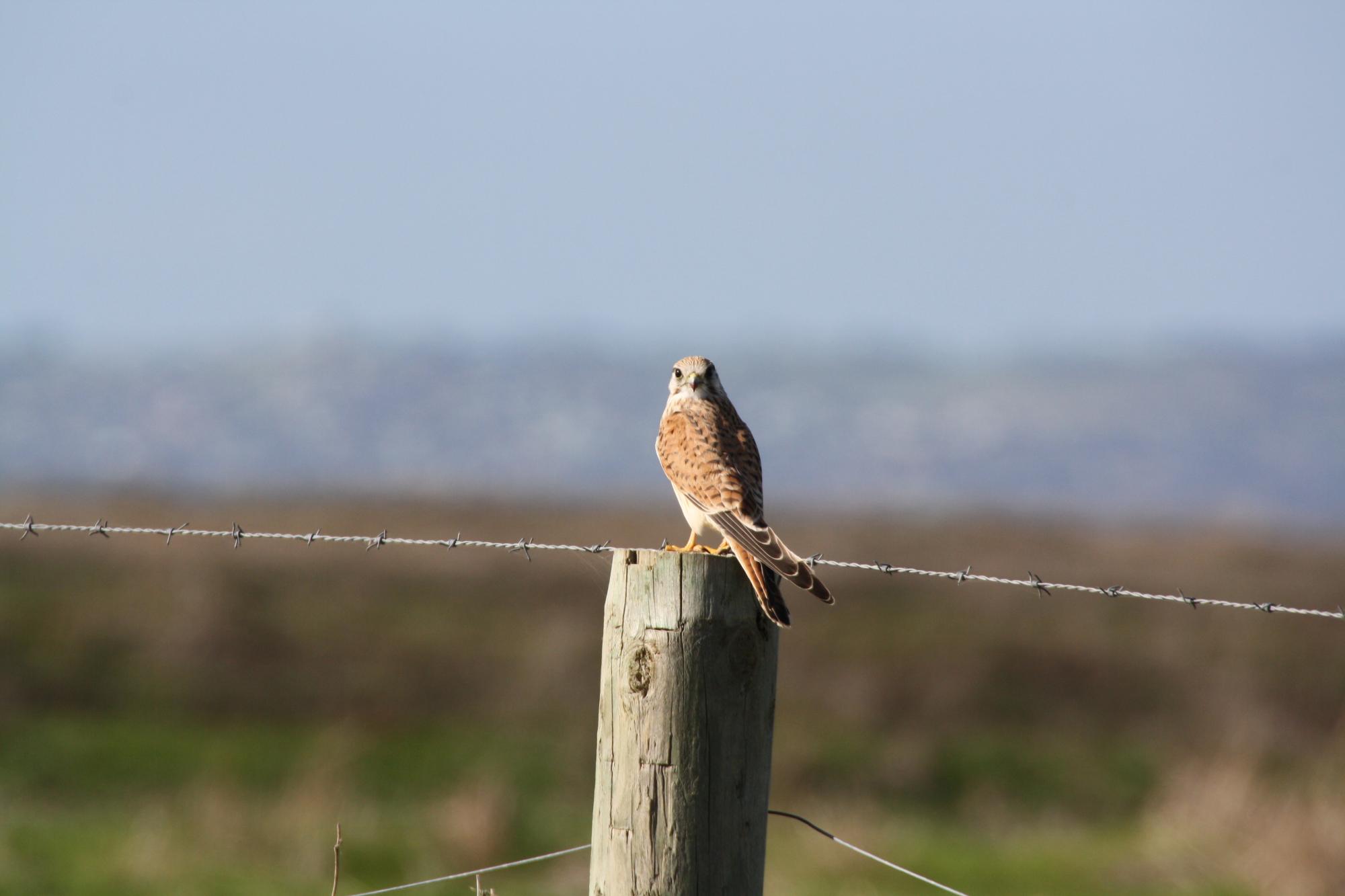 Nankeen Kestrel (Falco cenchroides) Nankeen Kestrel resting | the ...