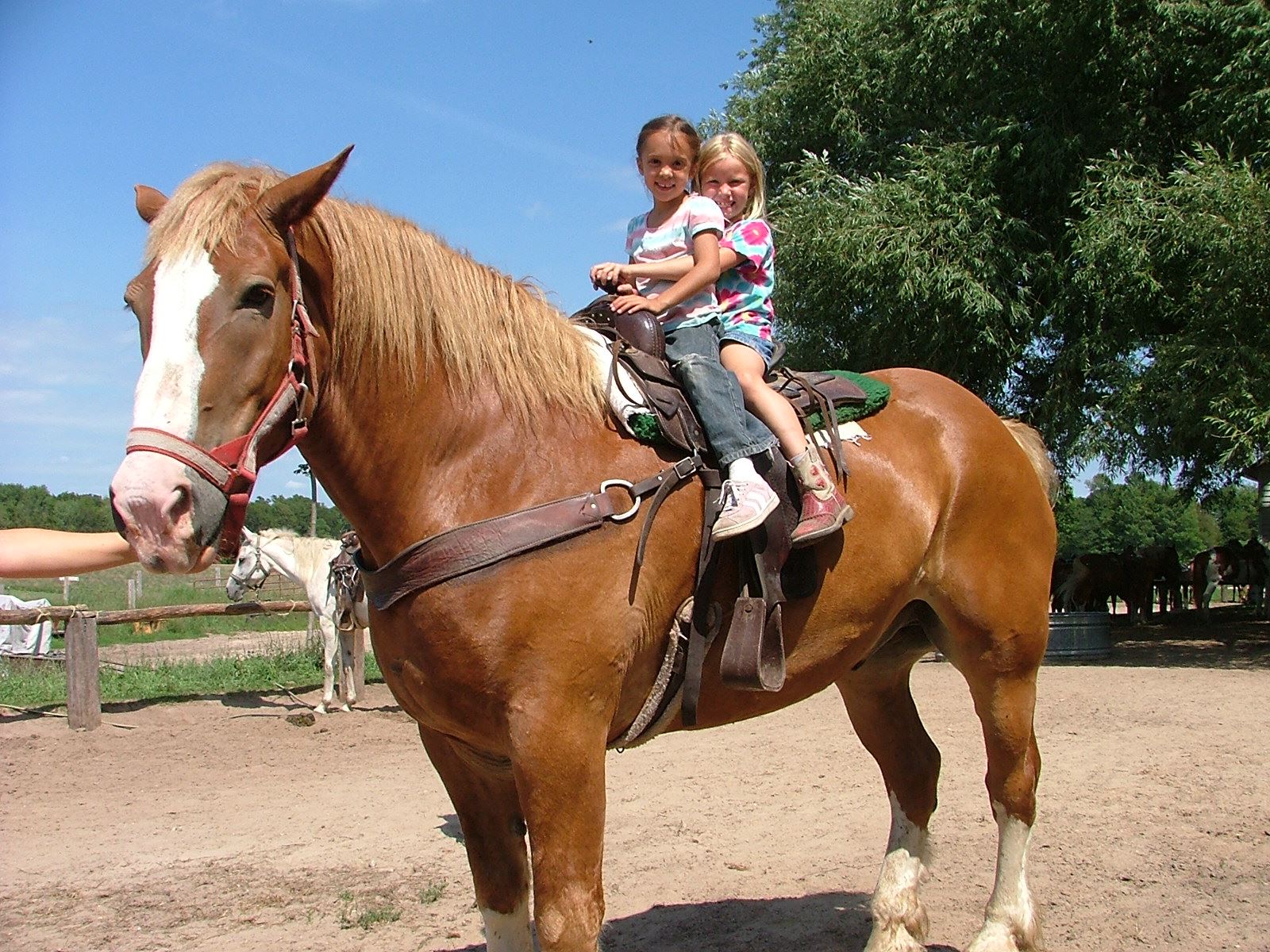Best Kid Friendly Places for Horseback Riding in Chicago
