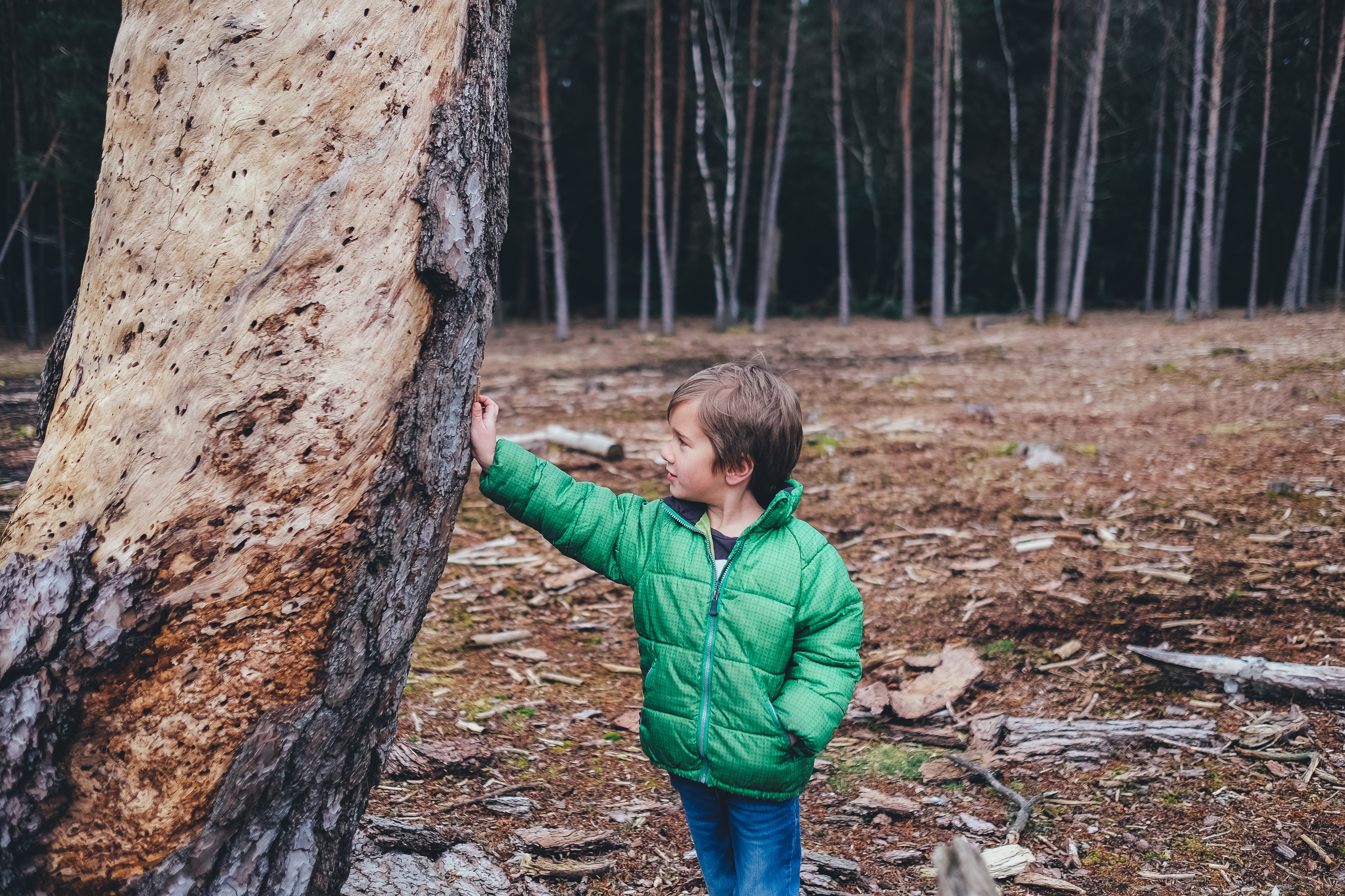 Оставила детей в лесу. Мальчик в лесу. Мальчик на дереве. Дерево для детей.