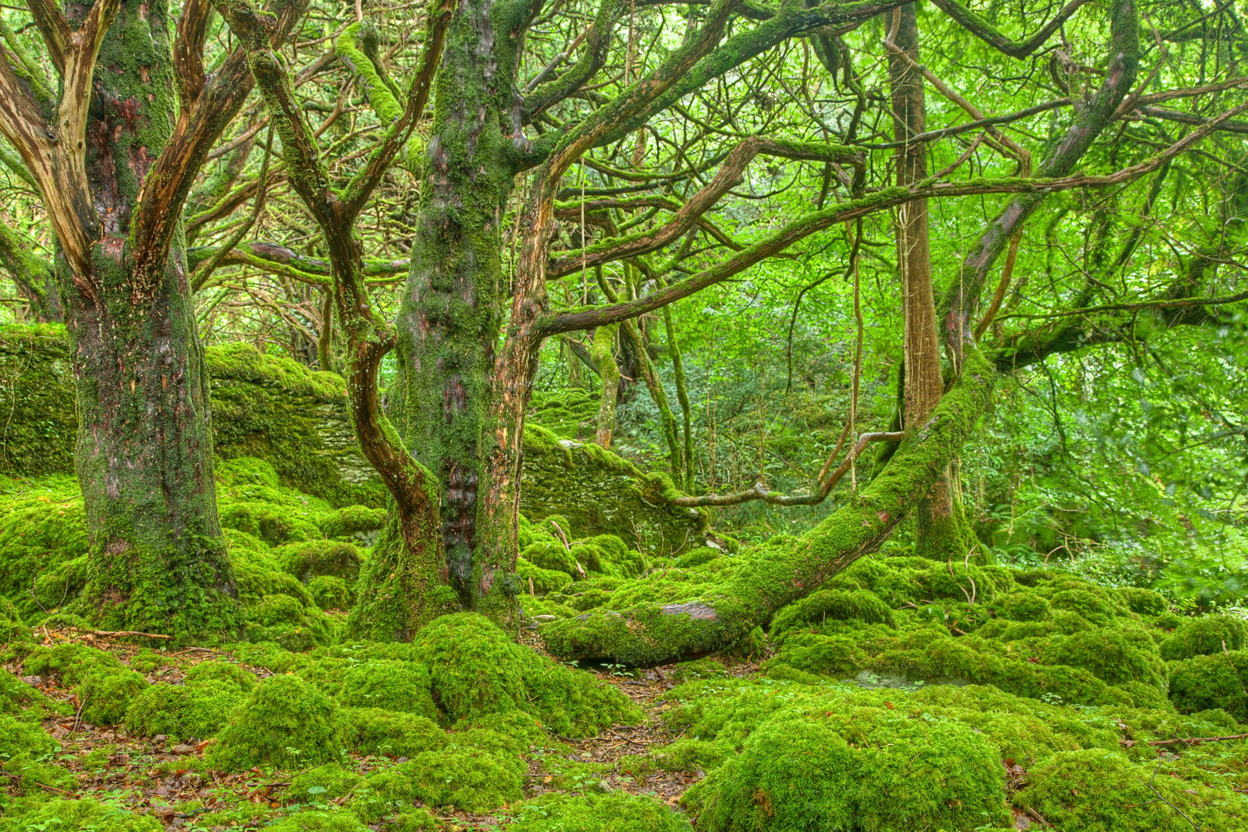 Killarney forest - hdr photo