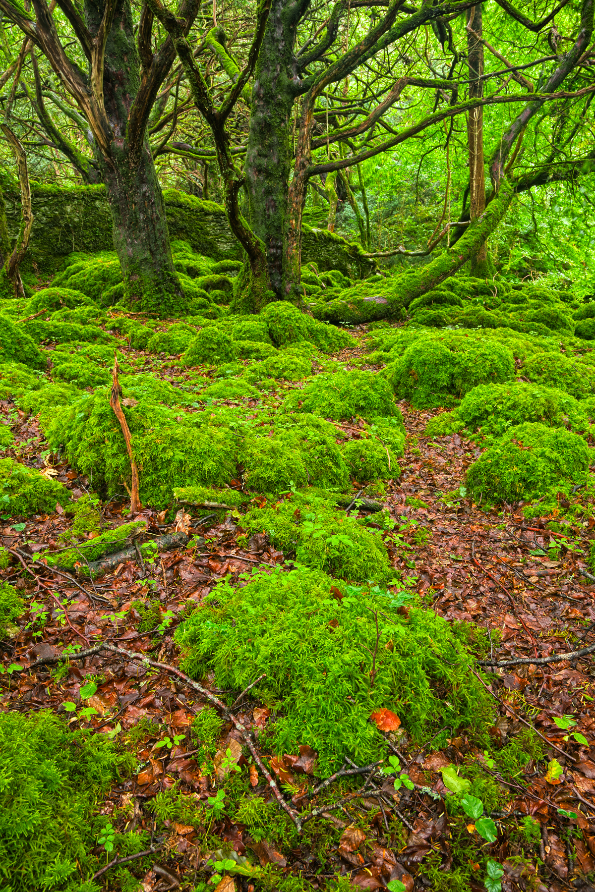 Killarney forest - hdr photo
