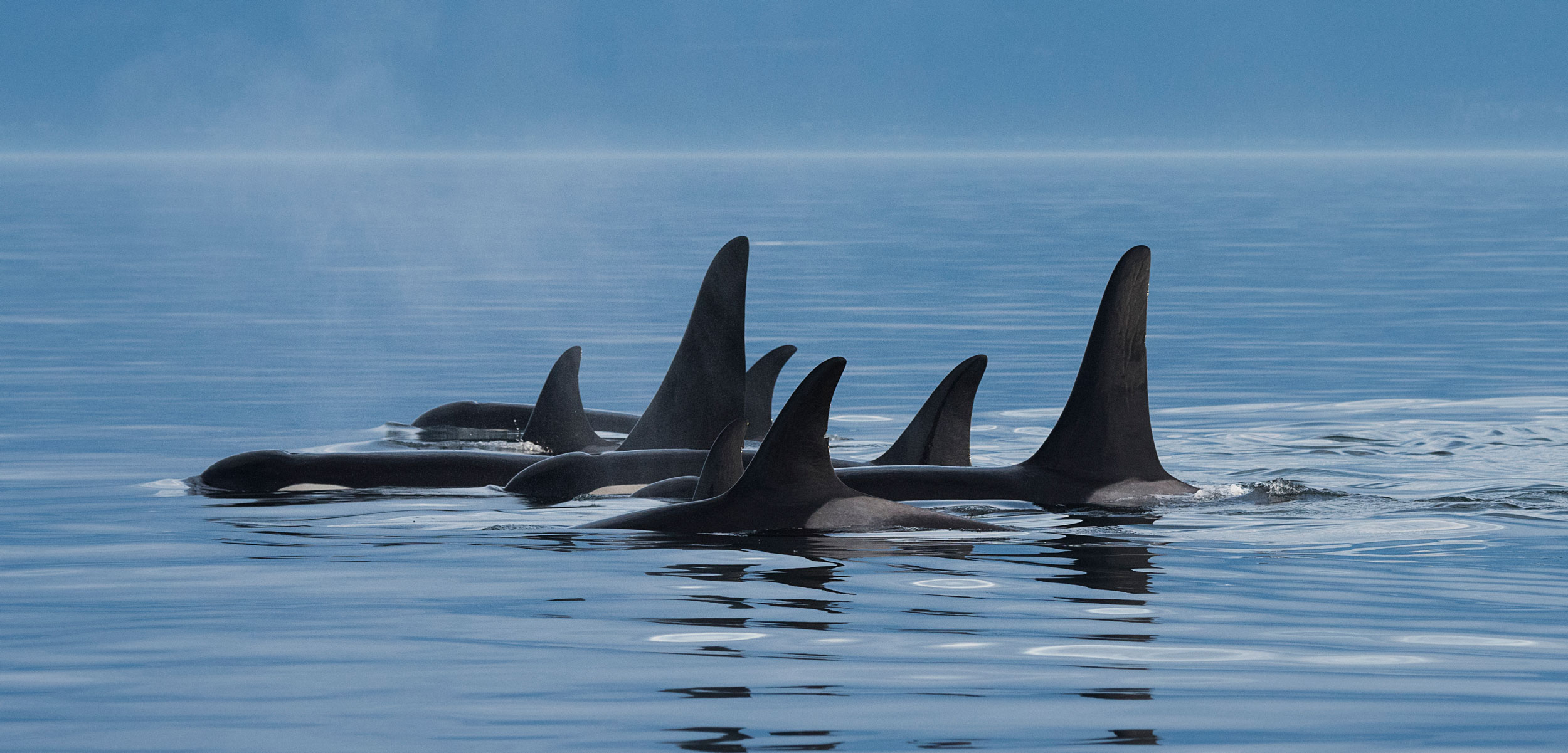 Starving Killer Whales Are Losing Most of Their Babies | Hakai Magazine