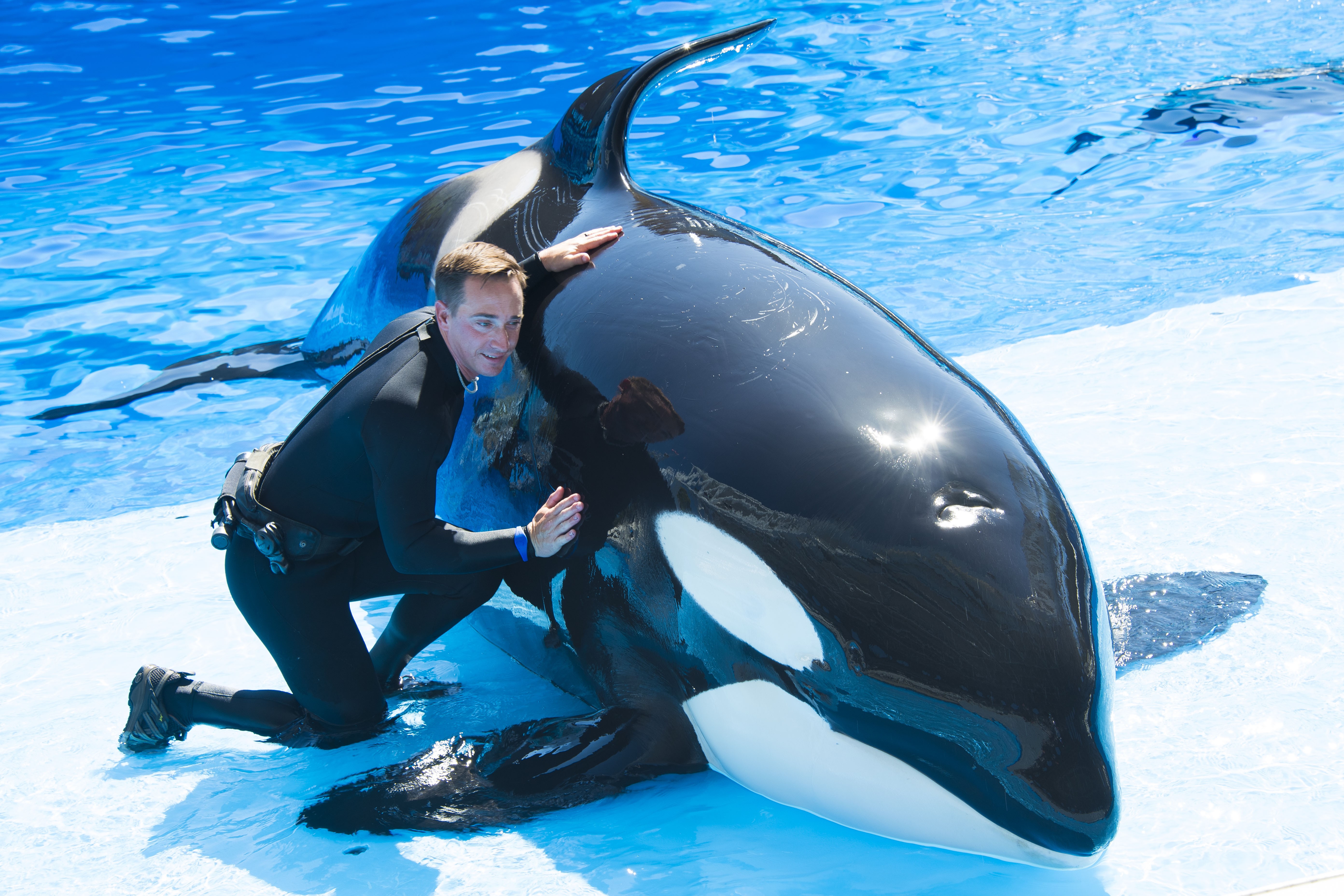 SeaWorld's latest tour lets you get up-close with killer whales | Blogs