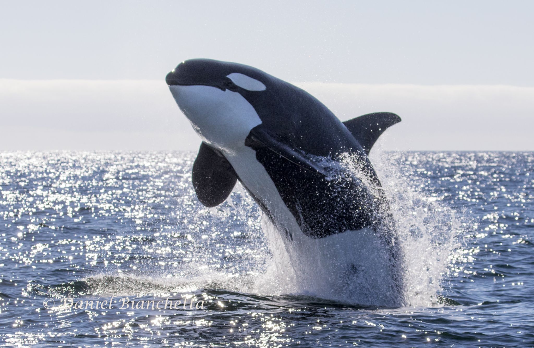 Video captures swimmers running to shore when a killer whale gets ...