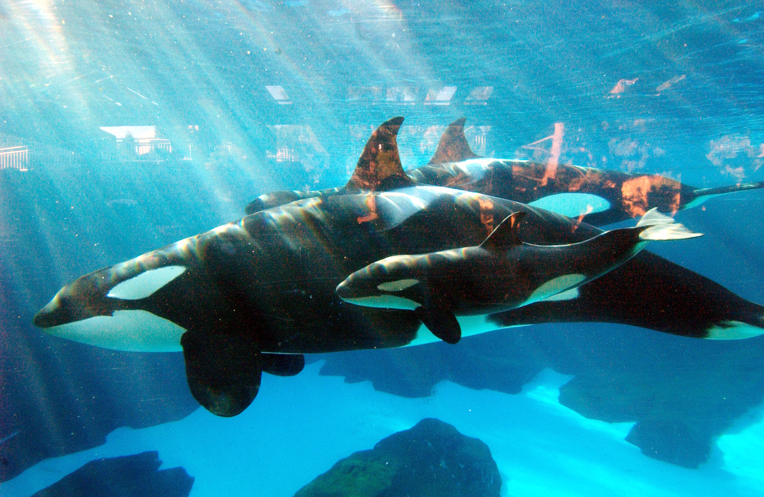 SeaWorld Euthanizes Kasatka, Matriarch of Killer Whale Orca Family ...