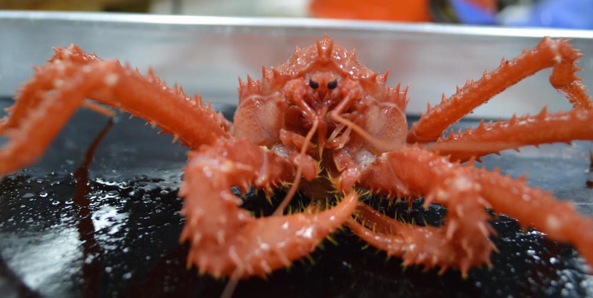 King Crabs Arrive in Antarctic, with Claws Out for Biodiversity