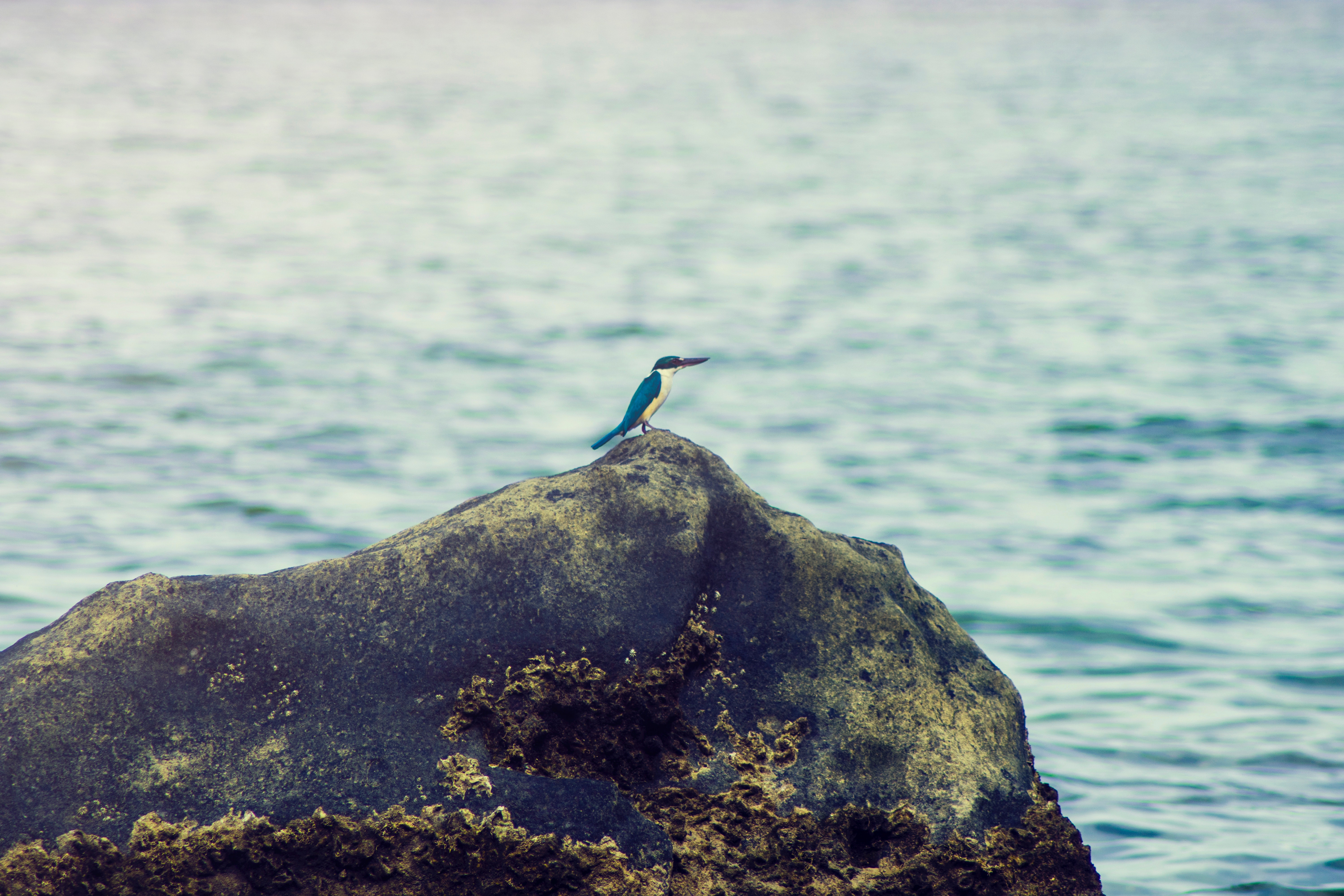 King fisher on the rock near body of water photo