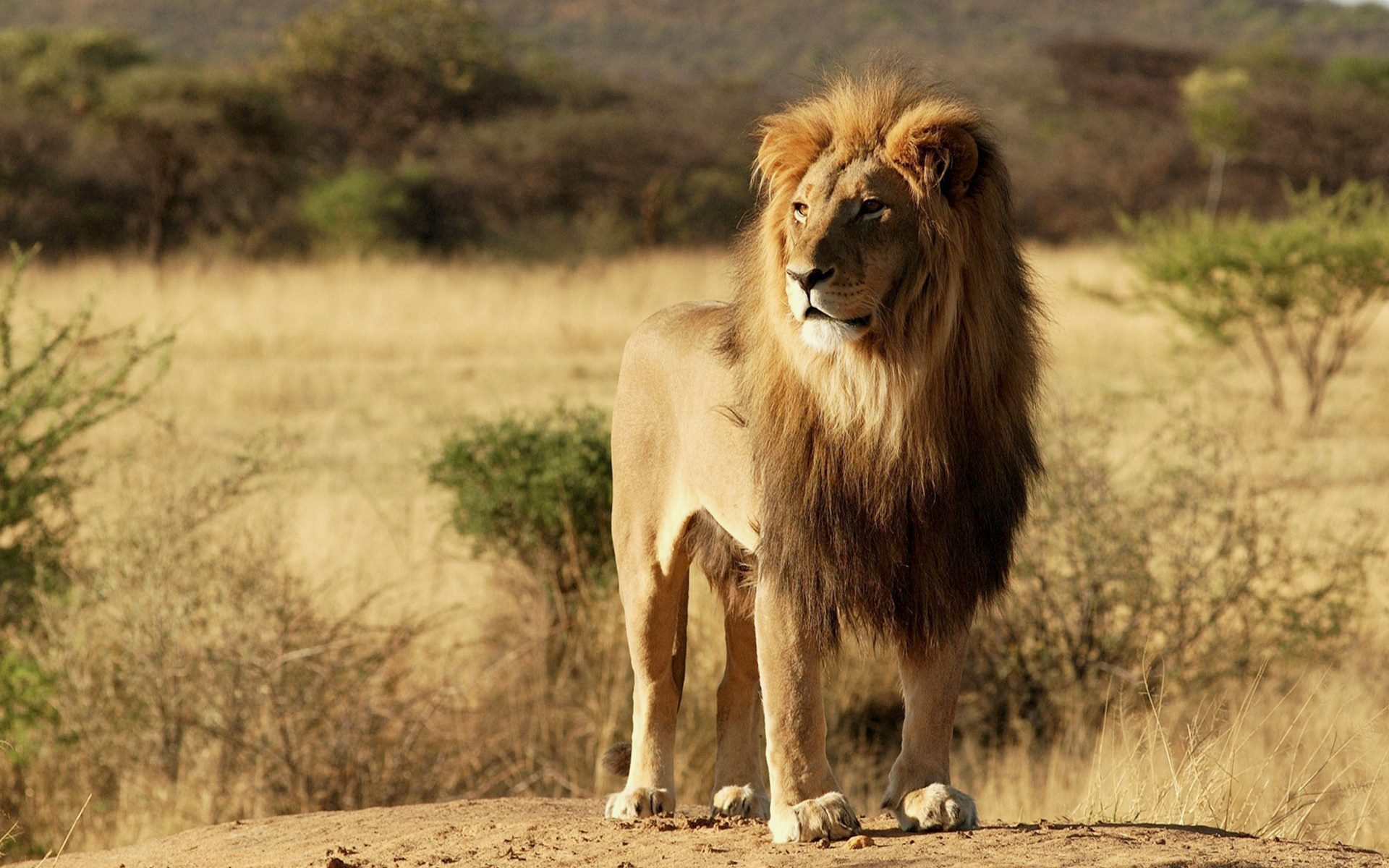 King Of Forest Lion #Picture - HD Wallpapers