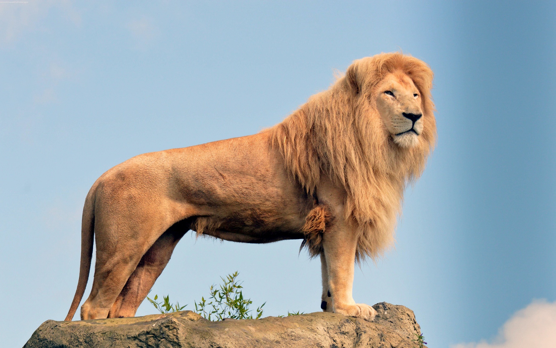 Real king of forest lion wonderful photographs | HD Wallpapers Rocks