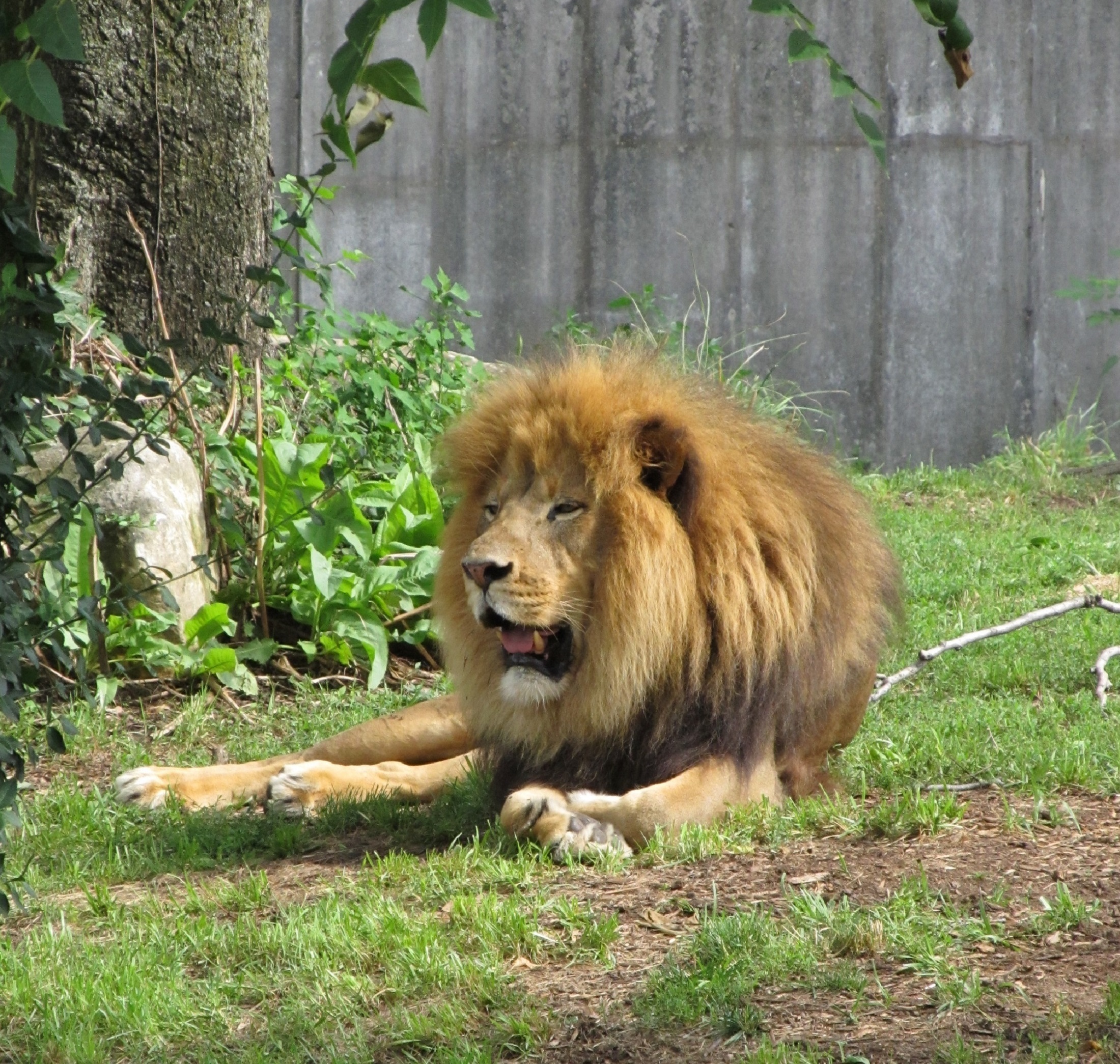 King of the jungle photo
