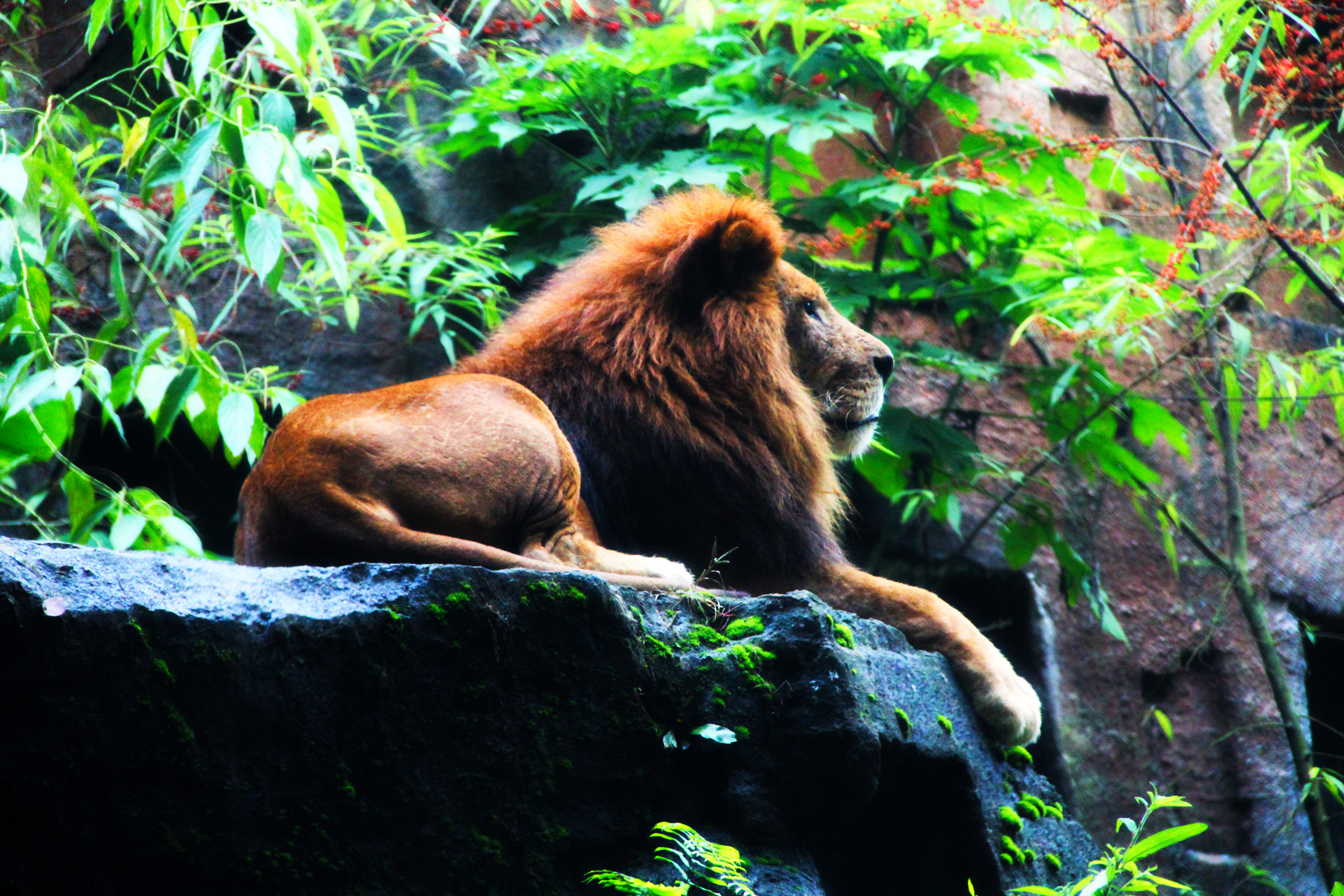 King of the jungle photo
