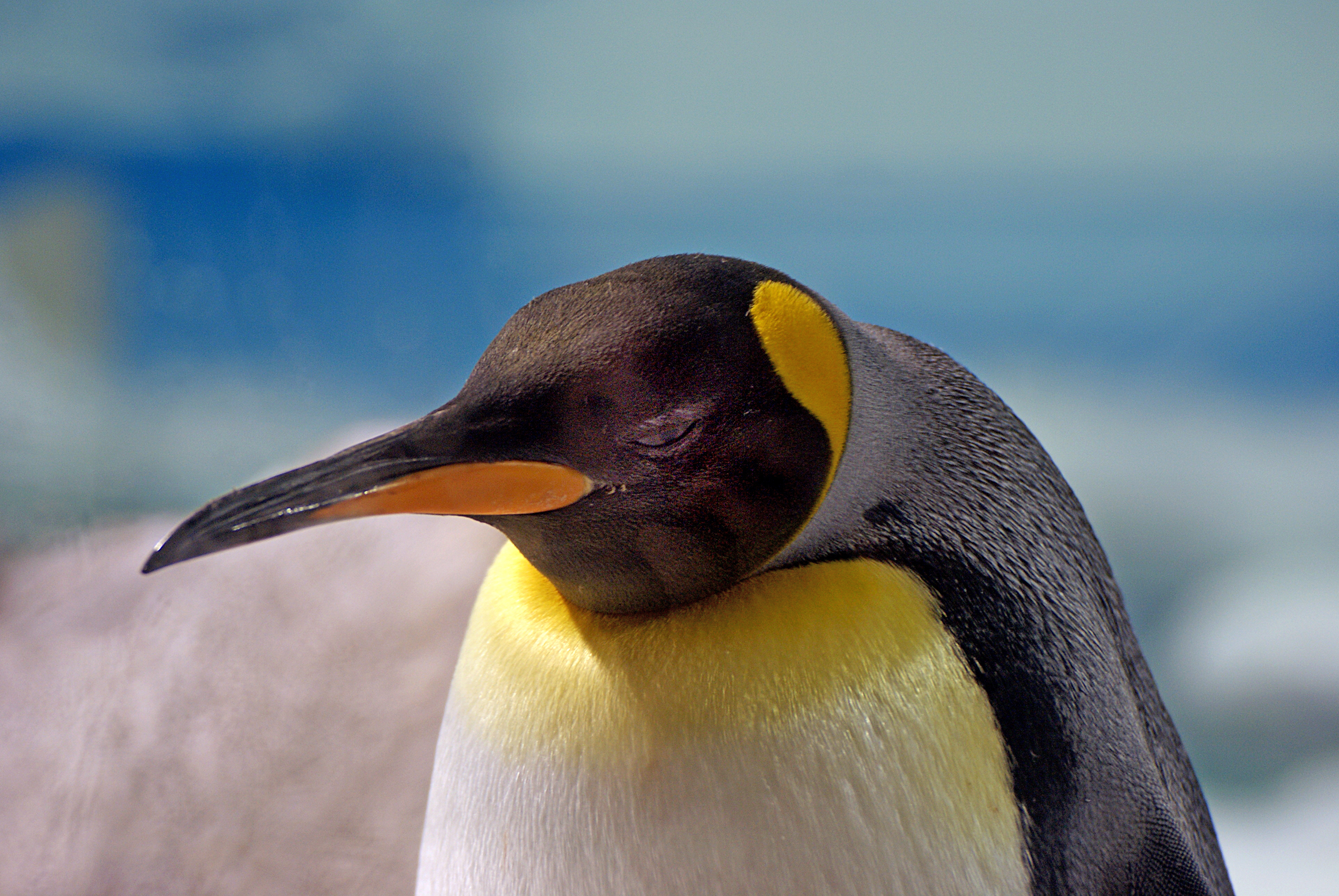 King penguin. sea world. qld aust. photo